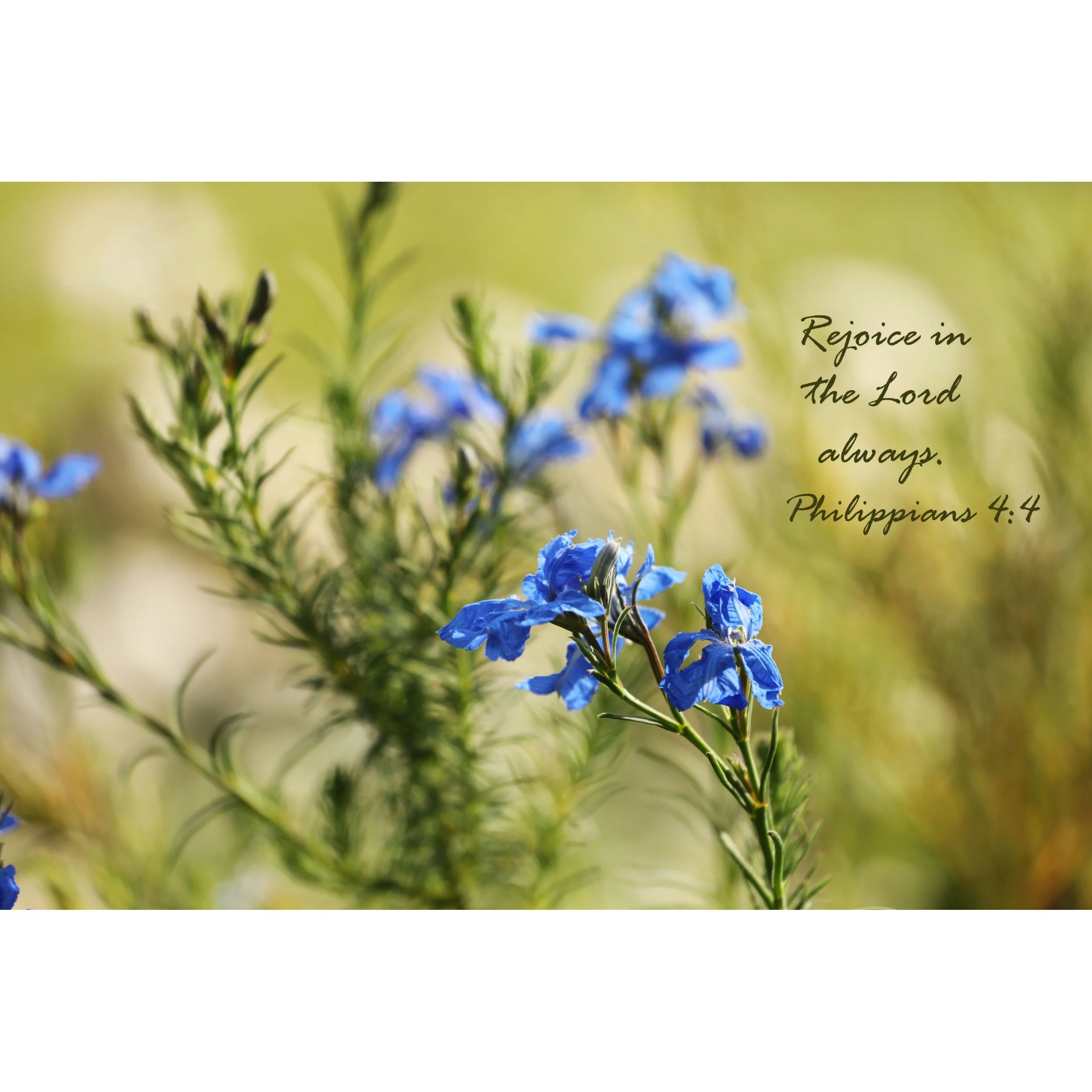 Philippians 4:4 Rejoice In The Lord Always Matted Print