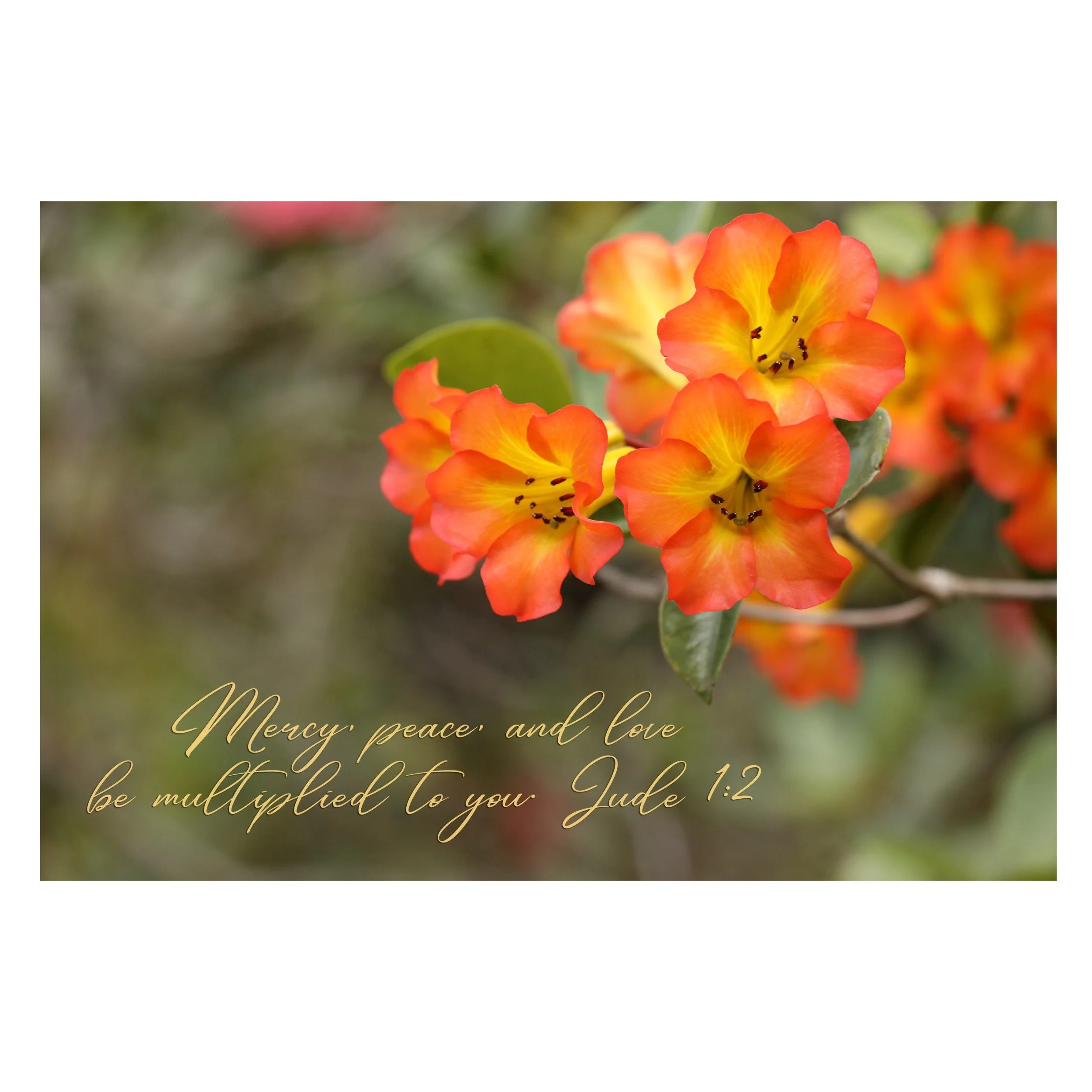 Jude 1:2  Mercy, Peace, And Love Matted Print