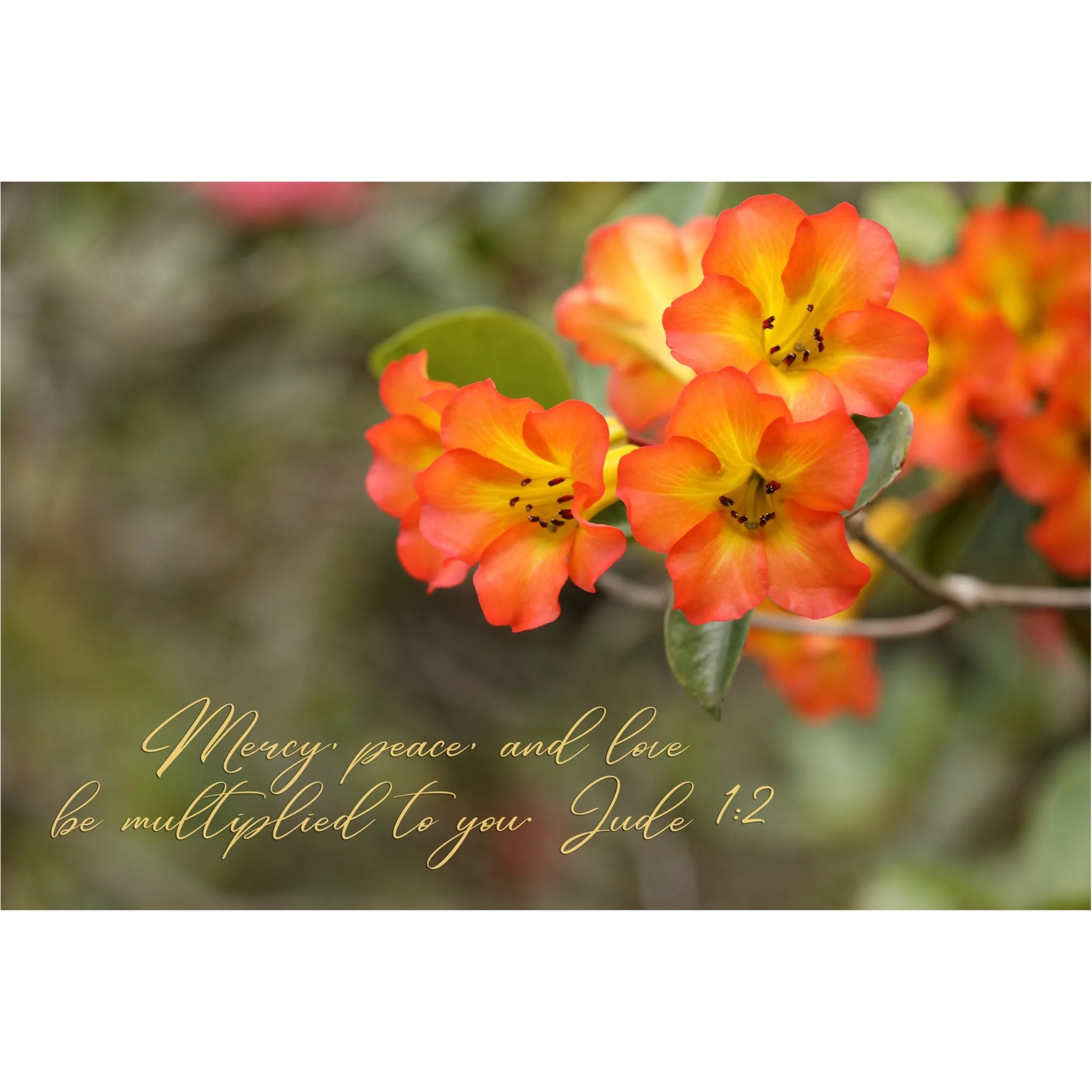 Jude 1:2  Mercy, Peace, And Love Matted Print
