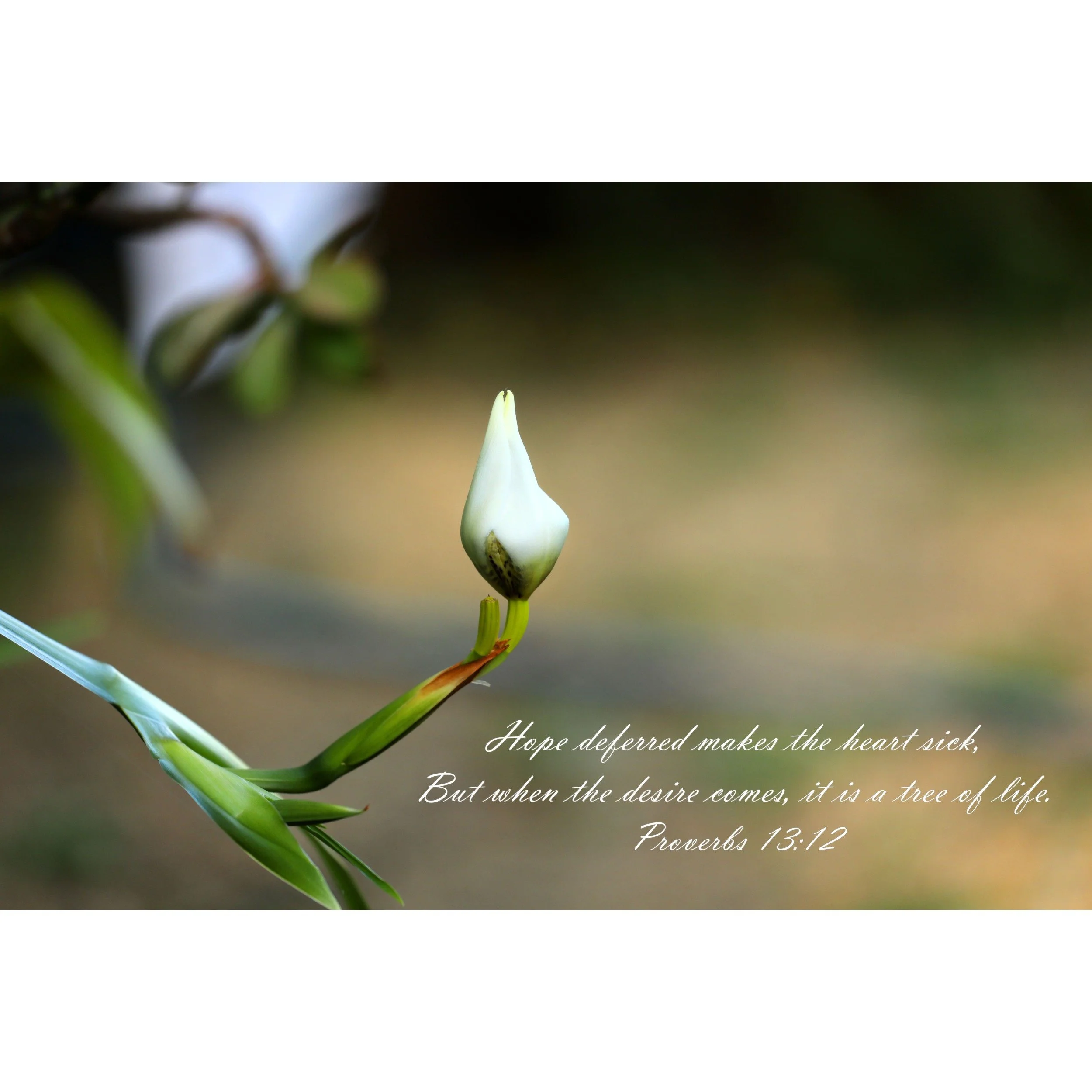 Proverbs 13:12 Hope Deferred Matted Print