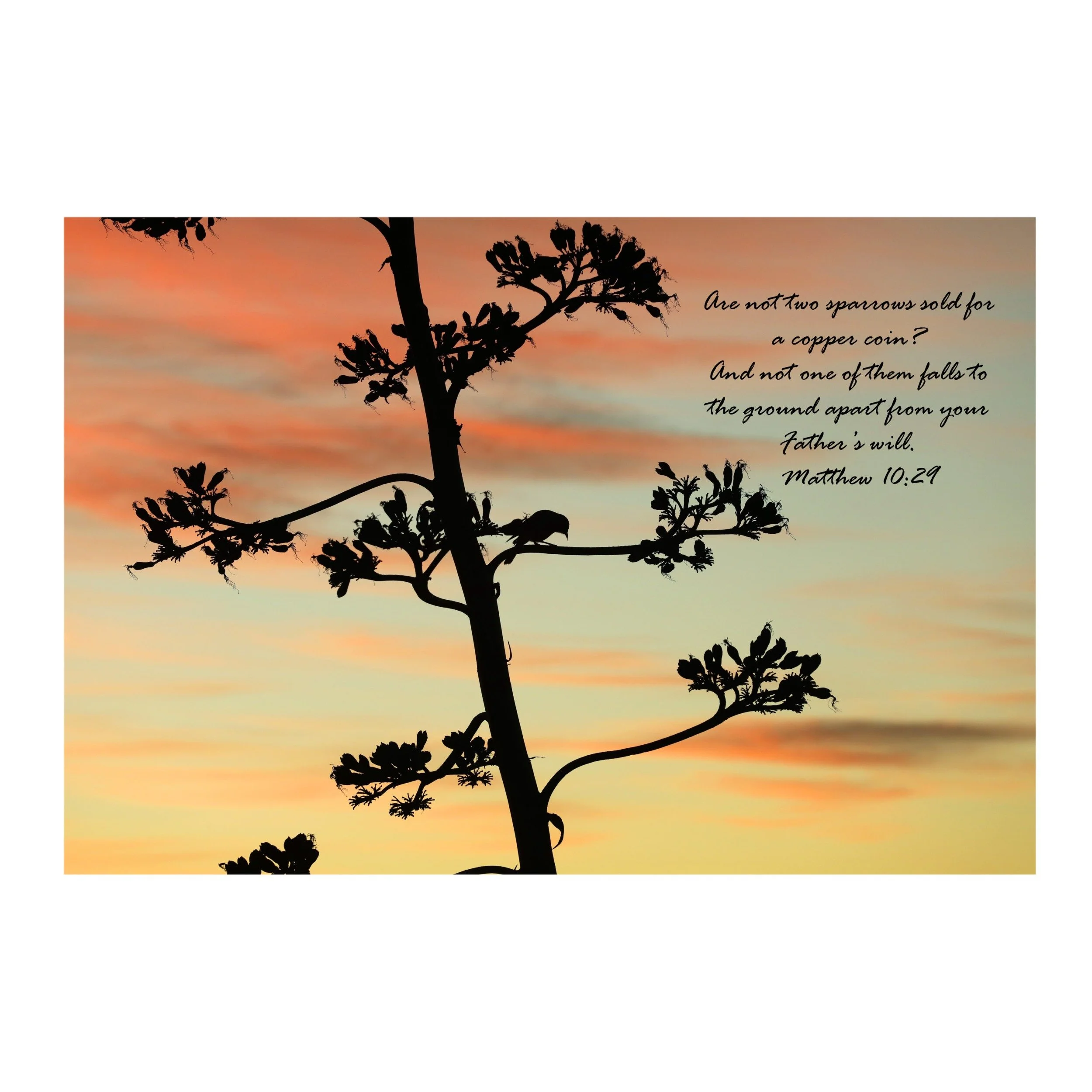 Matthew 10:29 Two Sparrows Print
