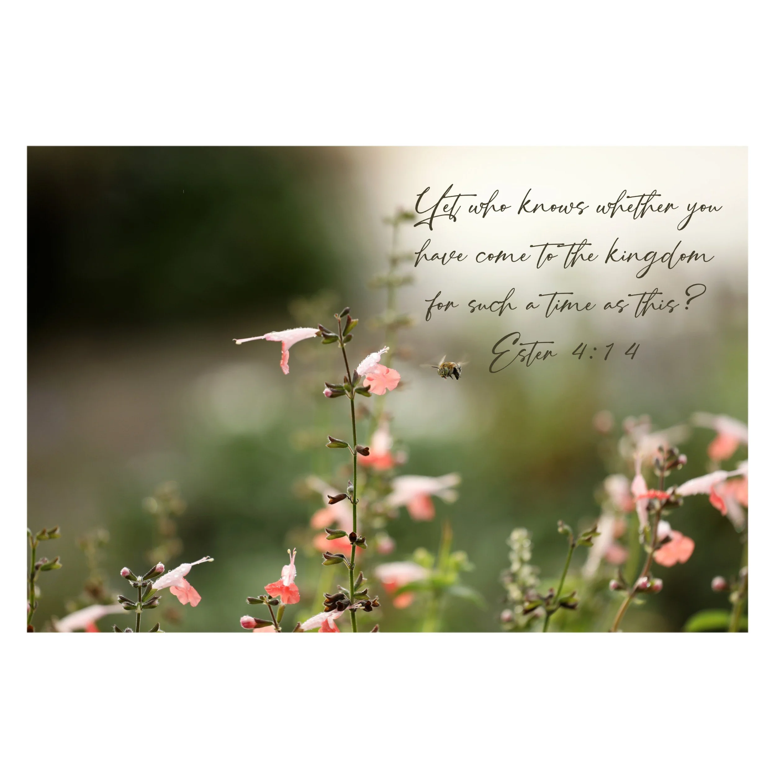 Ester 4:14 Such A Time As This Matted Print
