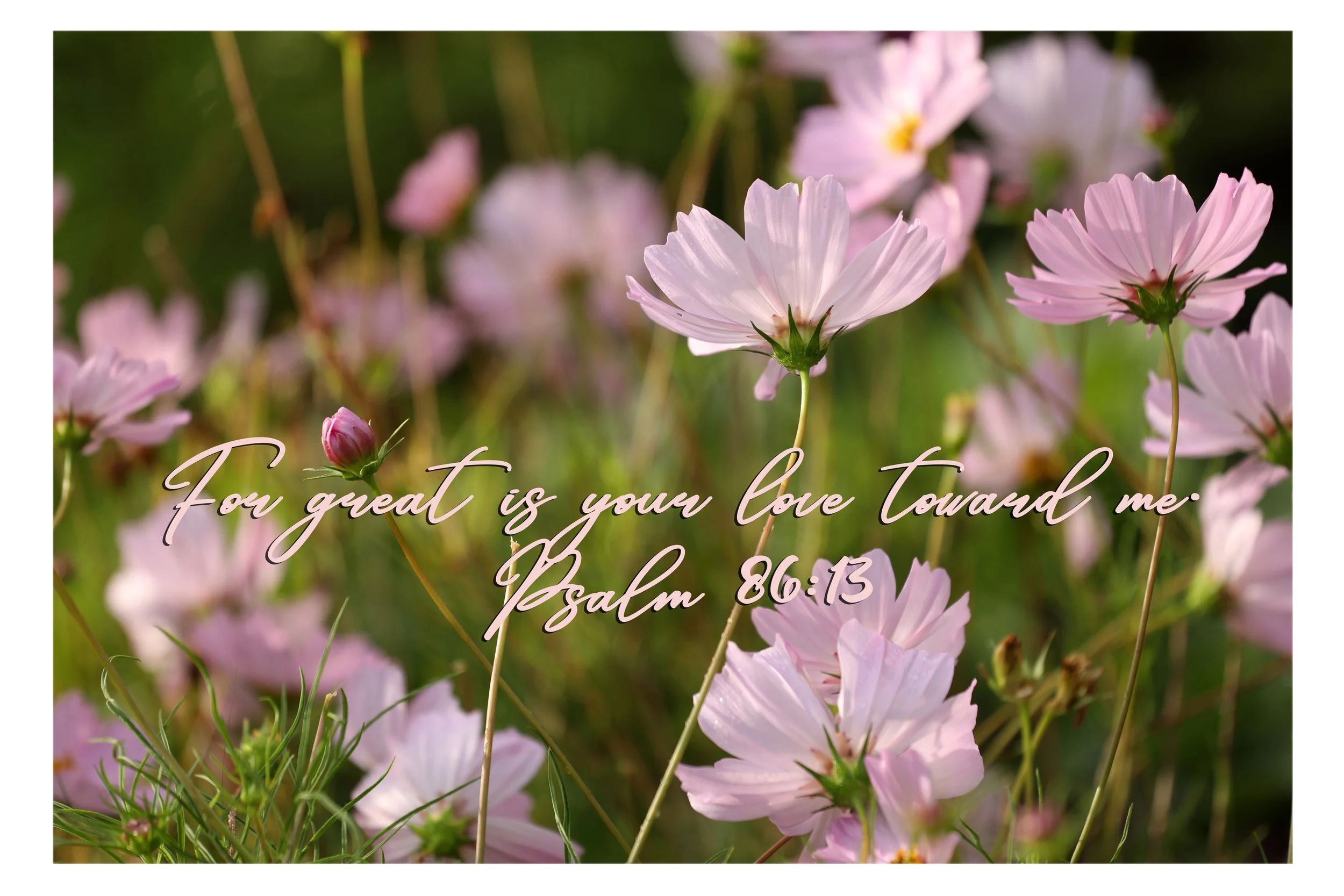 Close-up of pink and white cosmos flowers with green background, featuring a Bible verse from Psalm 86:13 written in cursive script overlay.