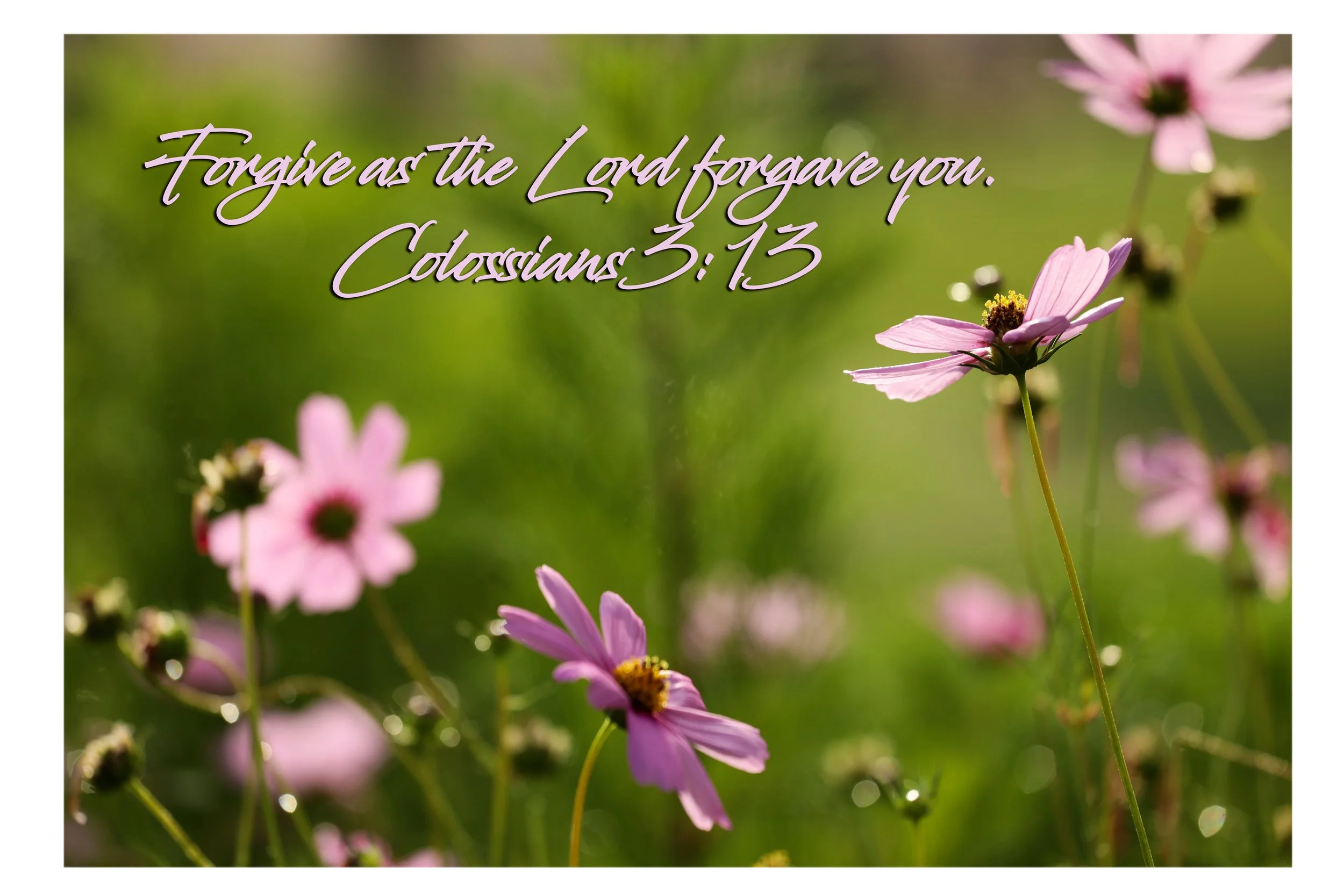 Pink flowers on green stems with a blurred green background, overlaid with a quote from Colossians 3:13 in pink cursive font.