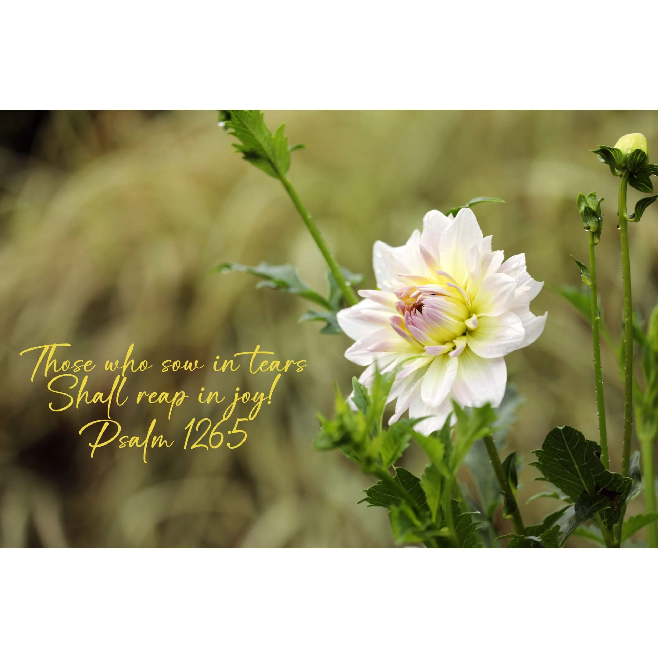 Psalm 126:5 Reap In Joy Matted Print