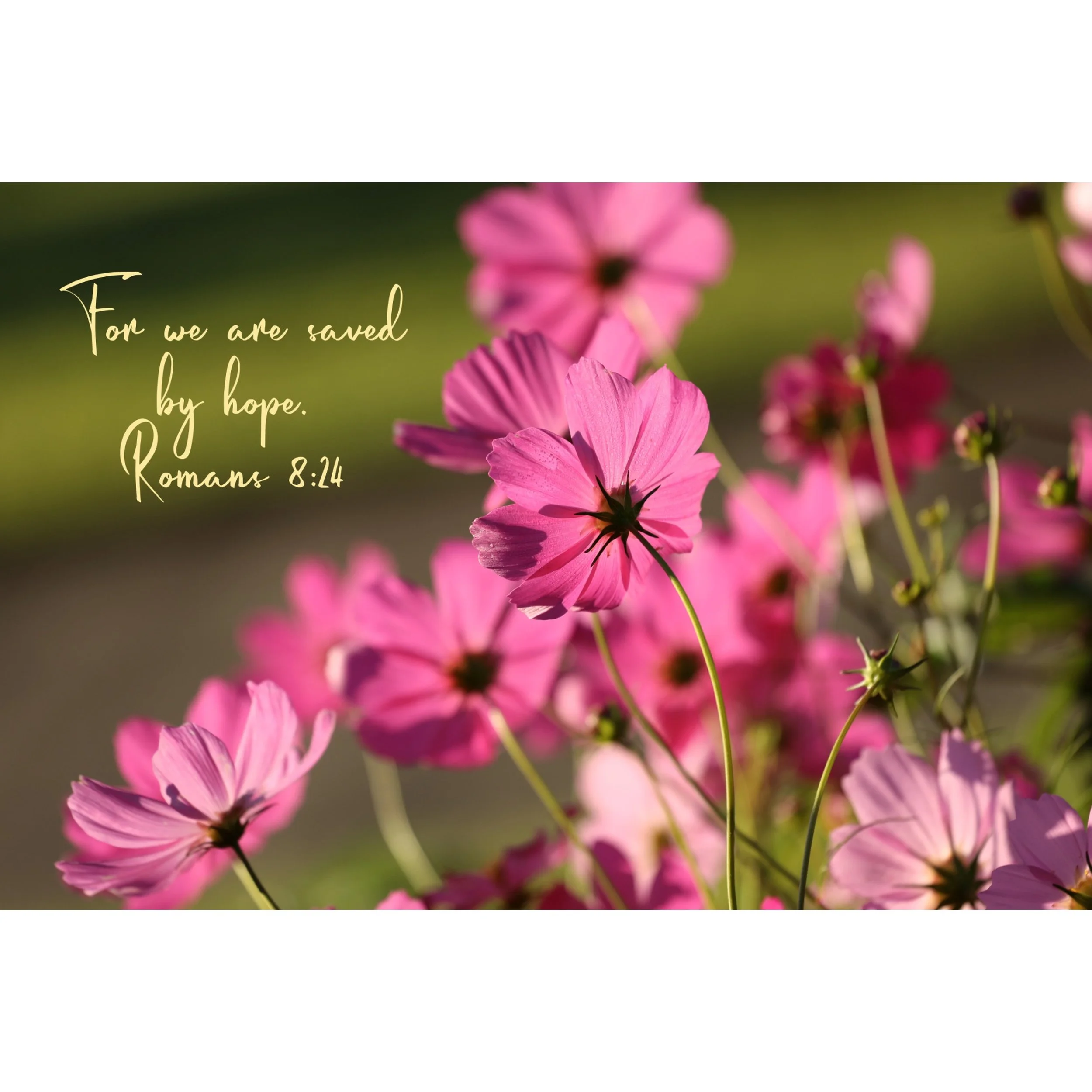 Romans 8:24 Saved By Hope Matted Print