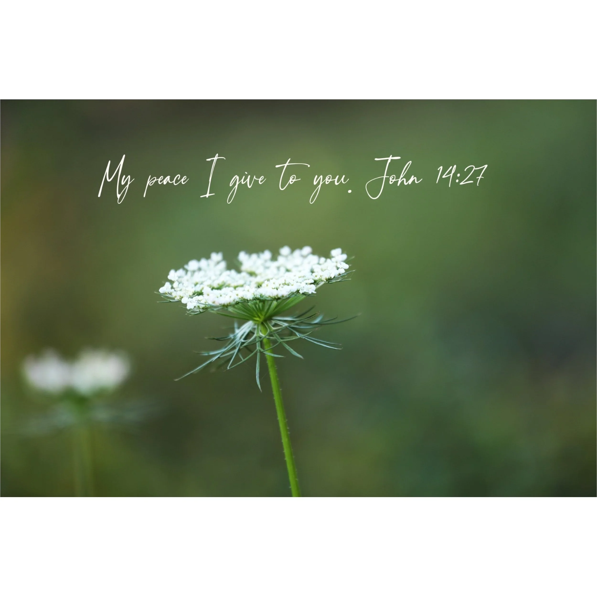 John 14:27 My Peace I Give To You Matted Print