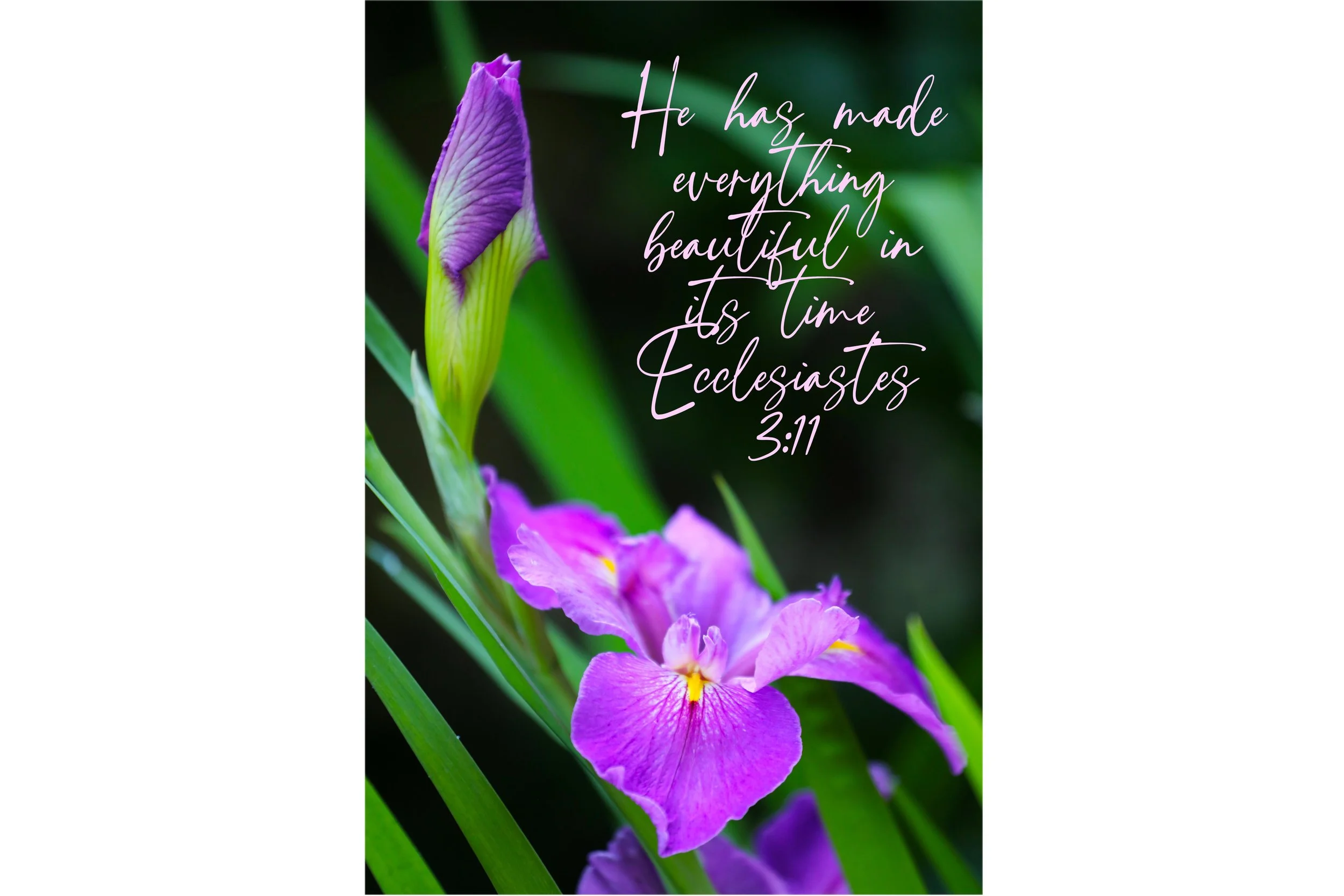 Ecclesiastes 3:11 Beautiful In It's Time Framed Print