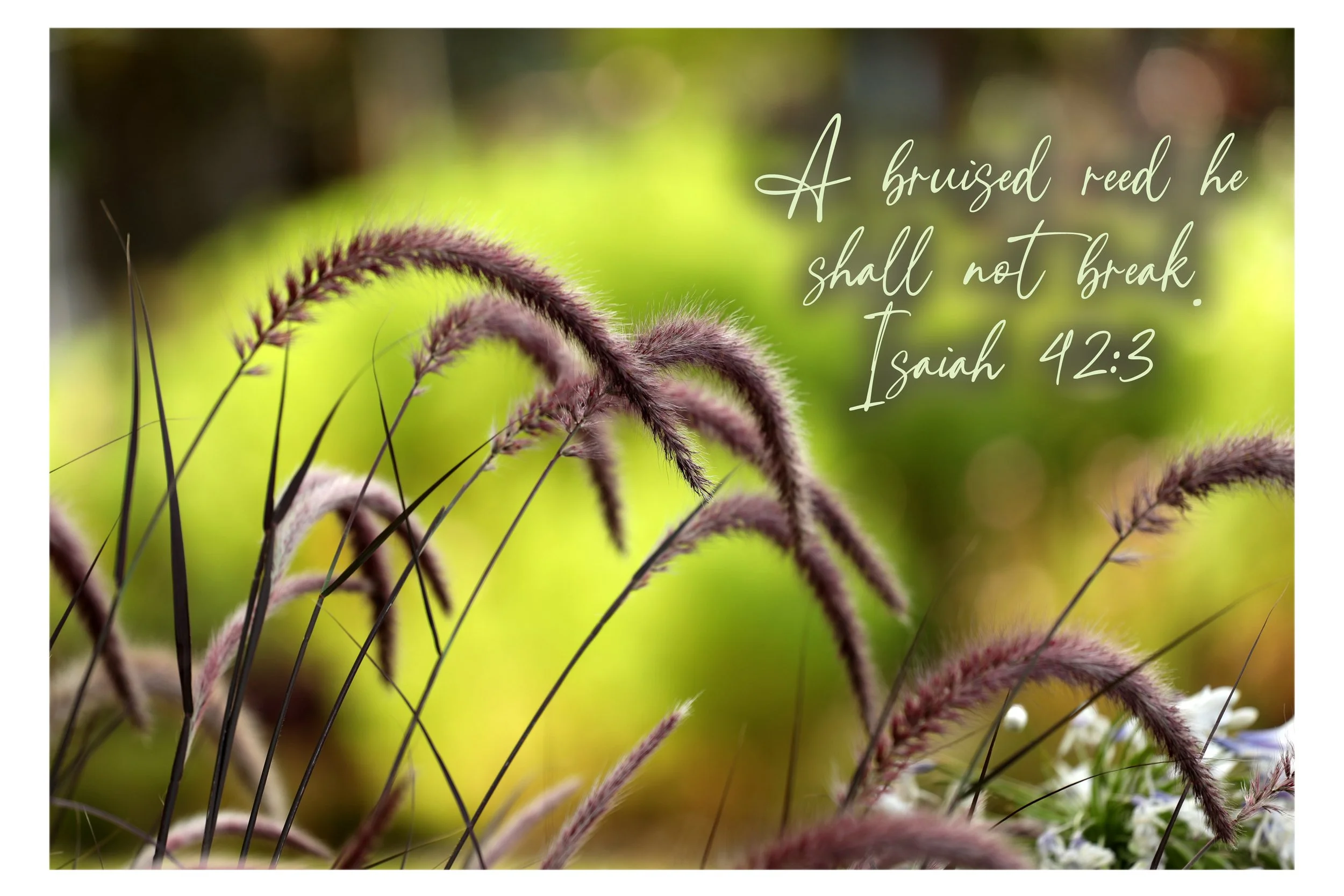Isaiah 43:3 A Bruised Reed Print