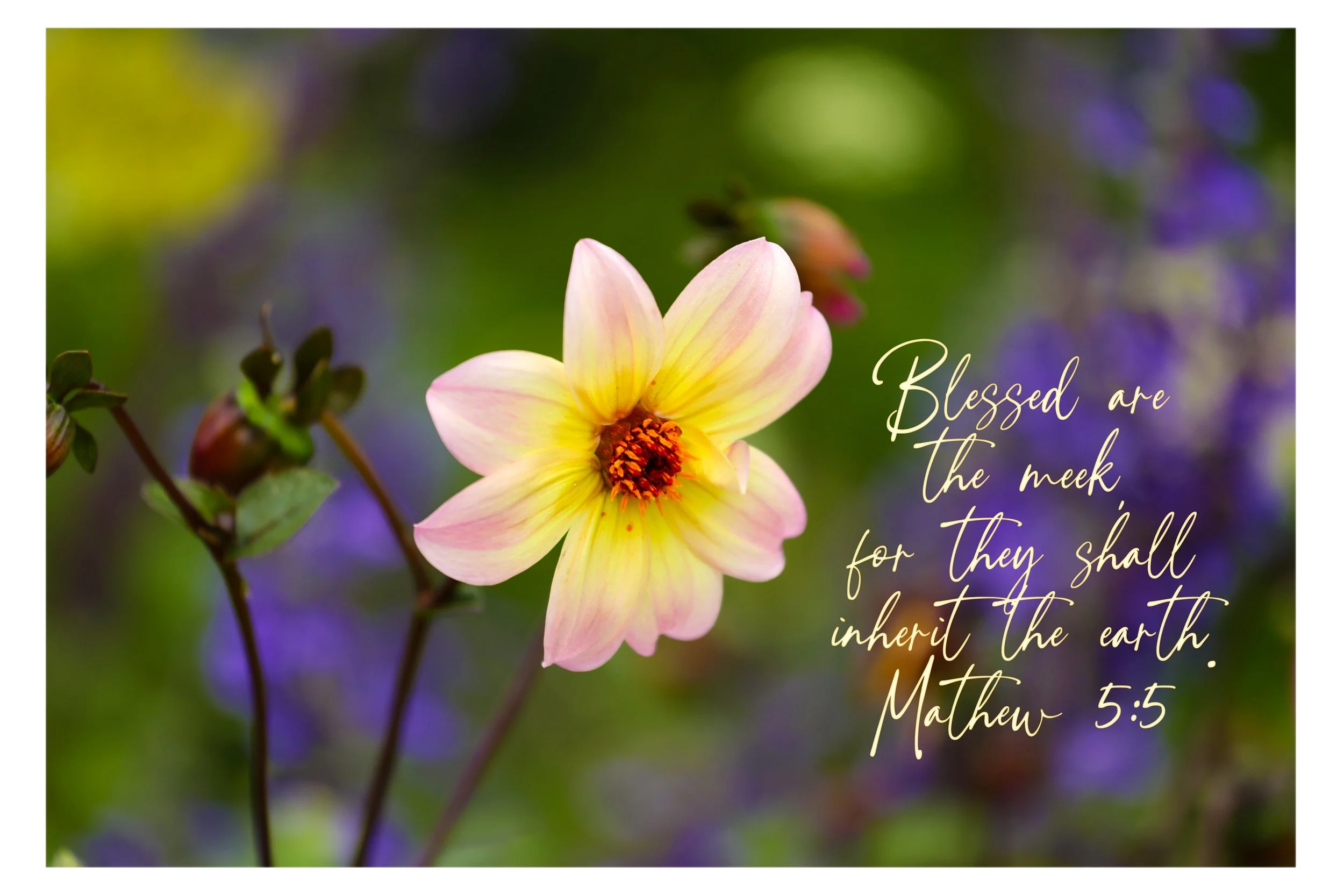 Mathew 5:5 Blessed Are The Meek Print