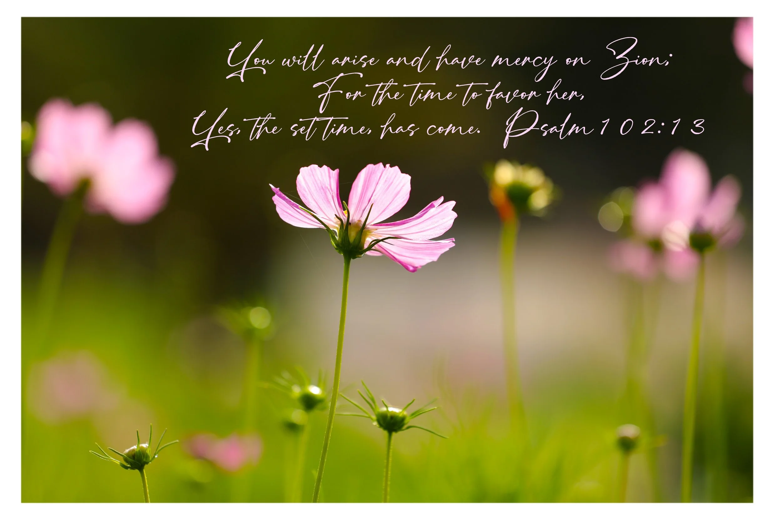 Psalm 102:13 Mercy On Zion Framed Print