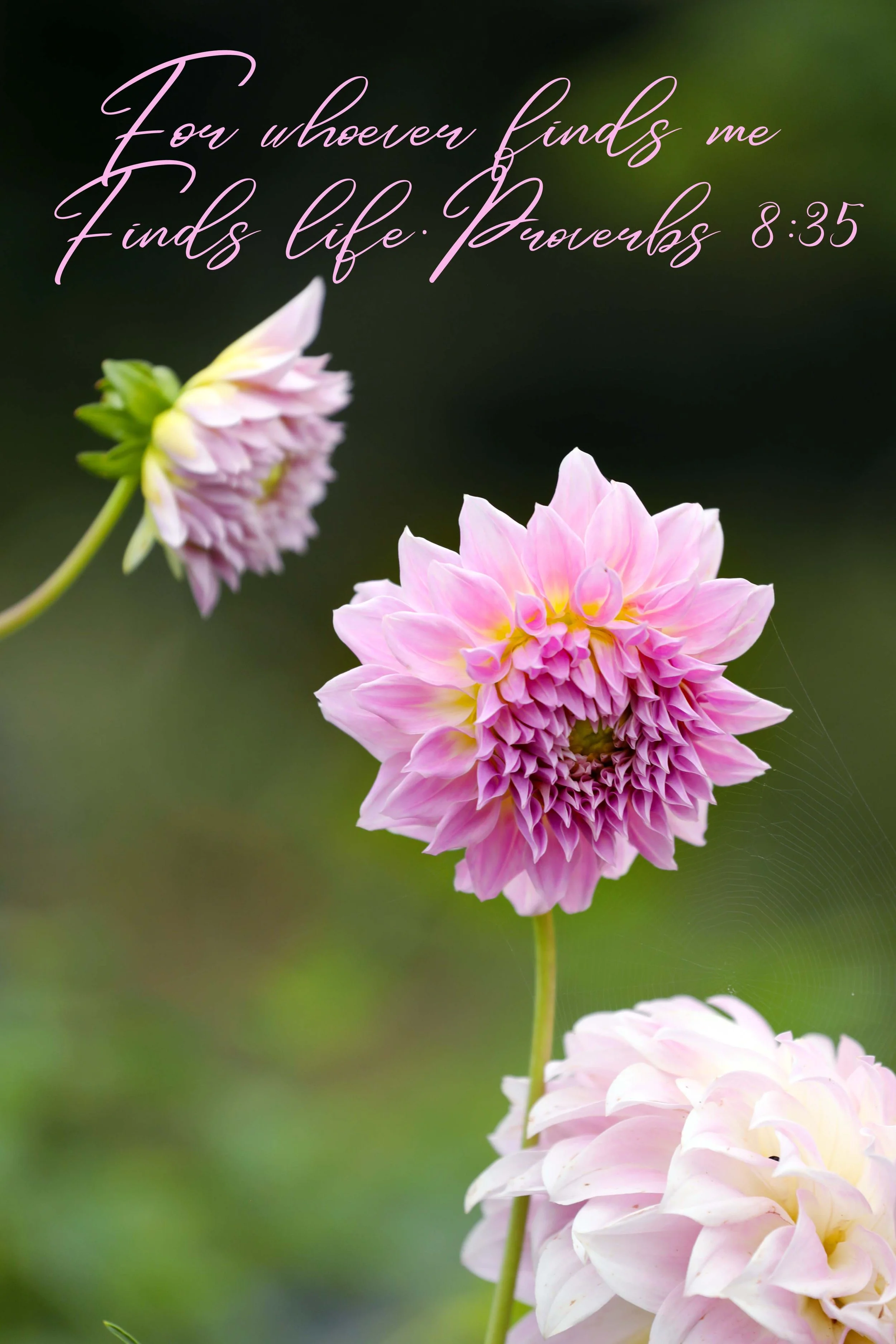 Close-up of pink and white dahlias with dark green background and a quote in cursive font that reads, "For whoever finds me finds life: Proverbs 8:35."