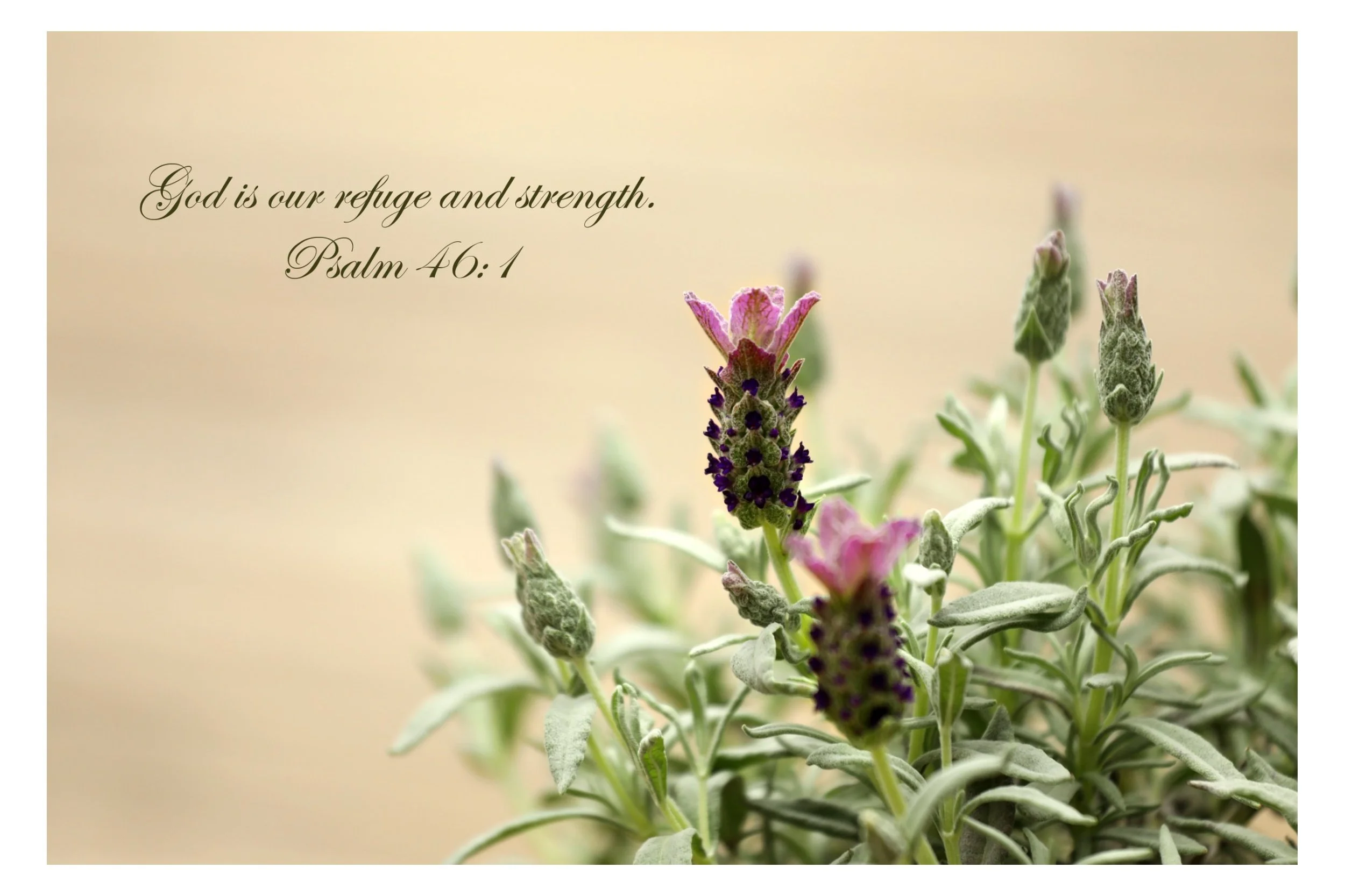 A close-up of lavender flowers with purple and pink petals, and green leaves. The background is a soft beige color. A quote from Psalm 46:1, written in elegant cursive, says: 'God is our refuge and strength.'