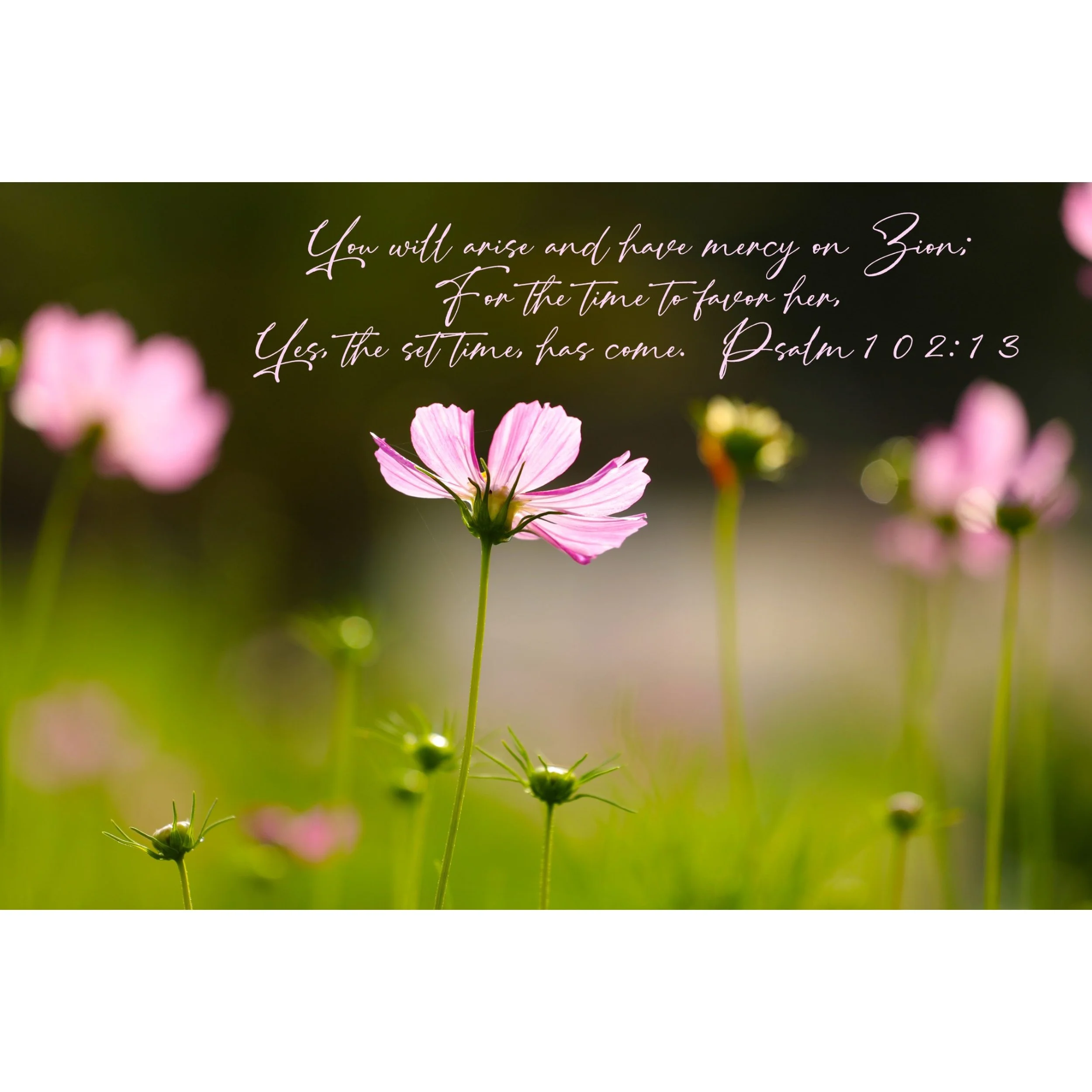 Psalm 102:13 Mercy On Zion Print