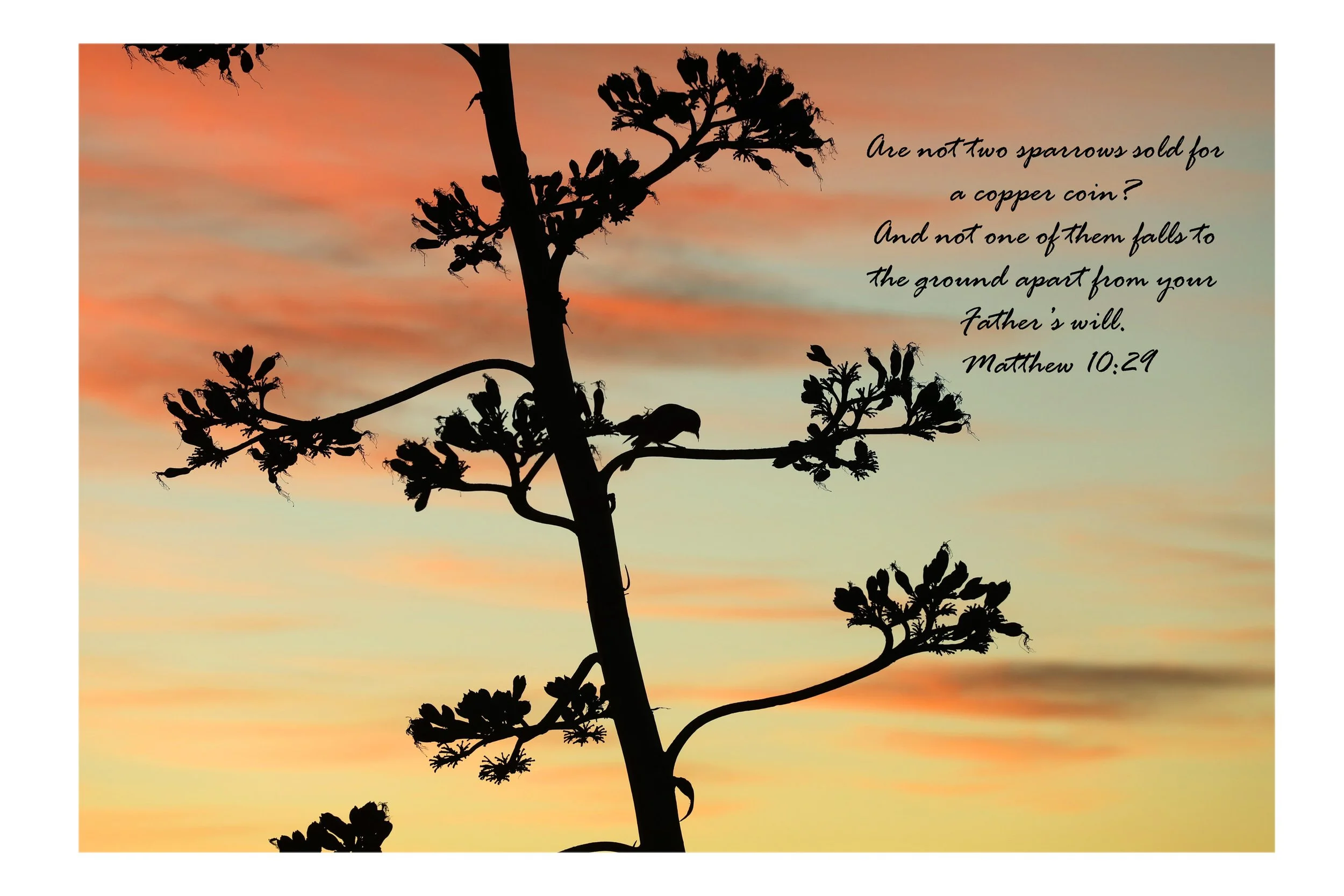Matthew 10:29 Two Sparrows Print