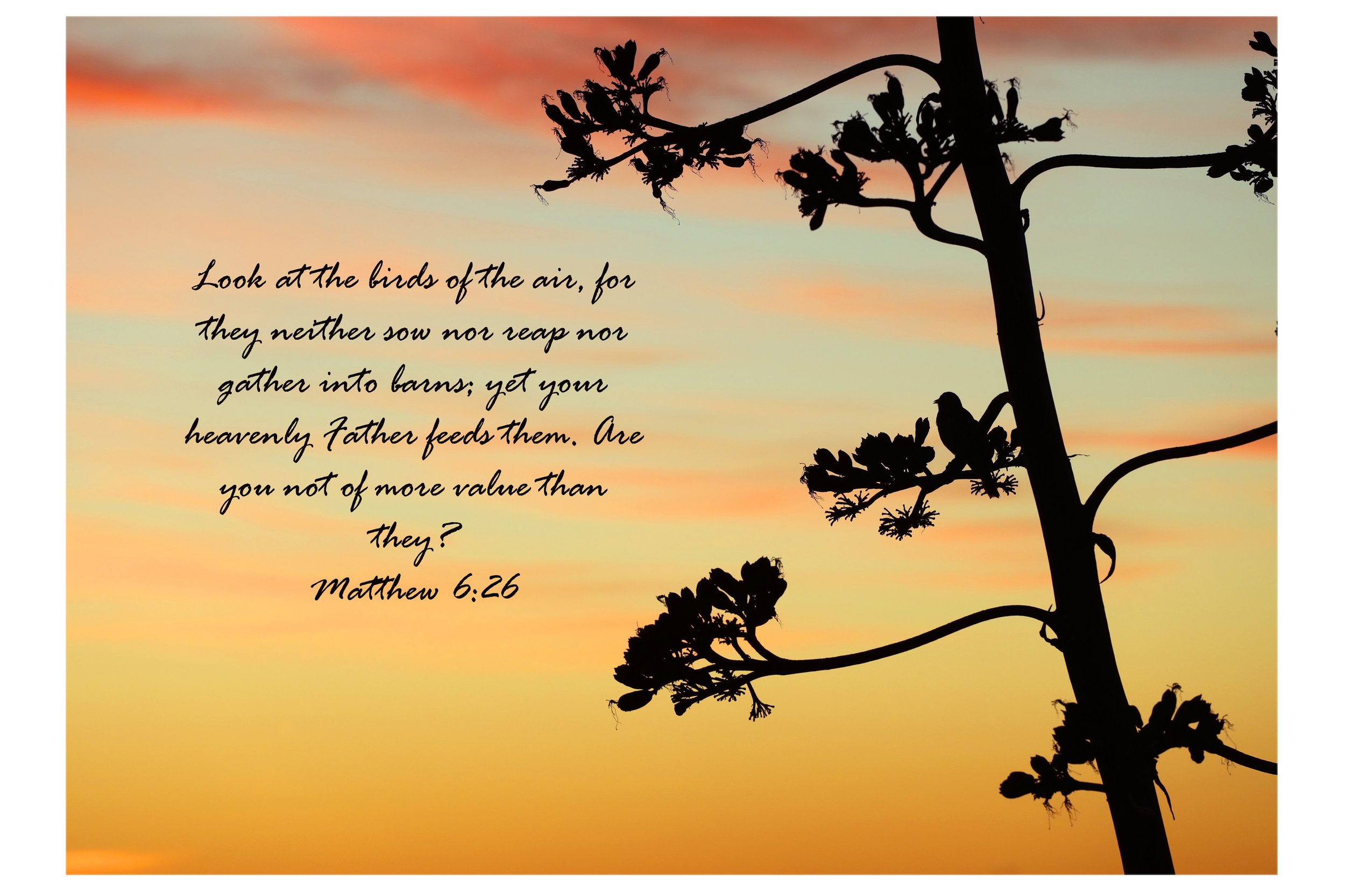 Matthew 6:26 Birds Of The Air Matted Print