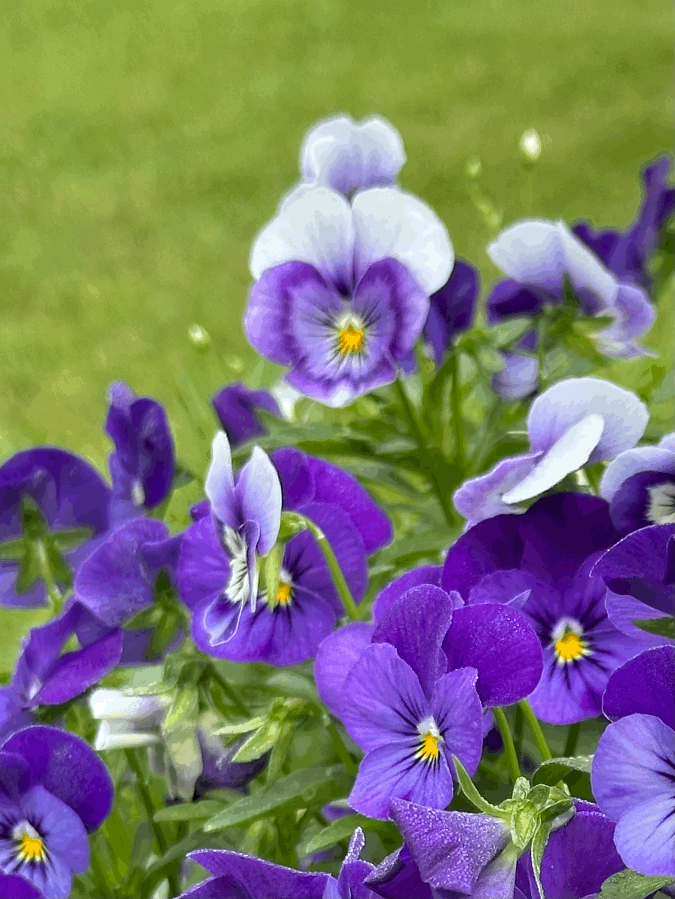 tempImagegpZNpH.gif (Copy) (Copy)