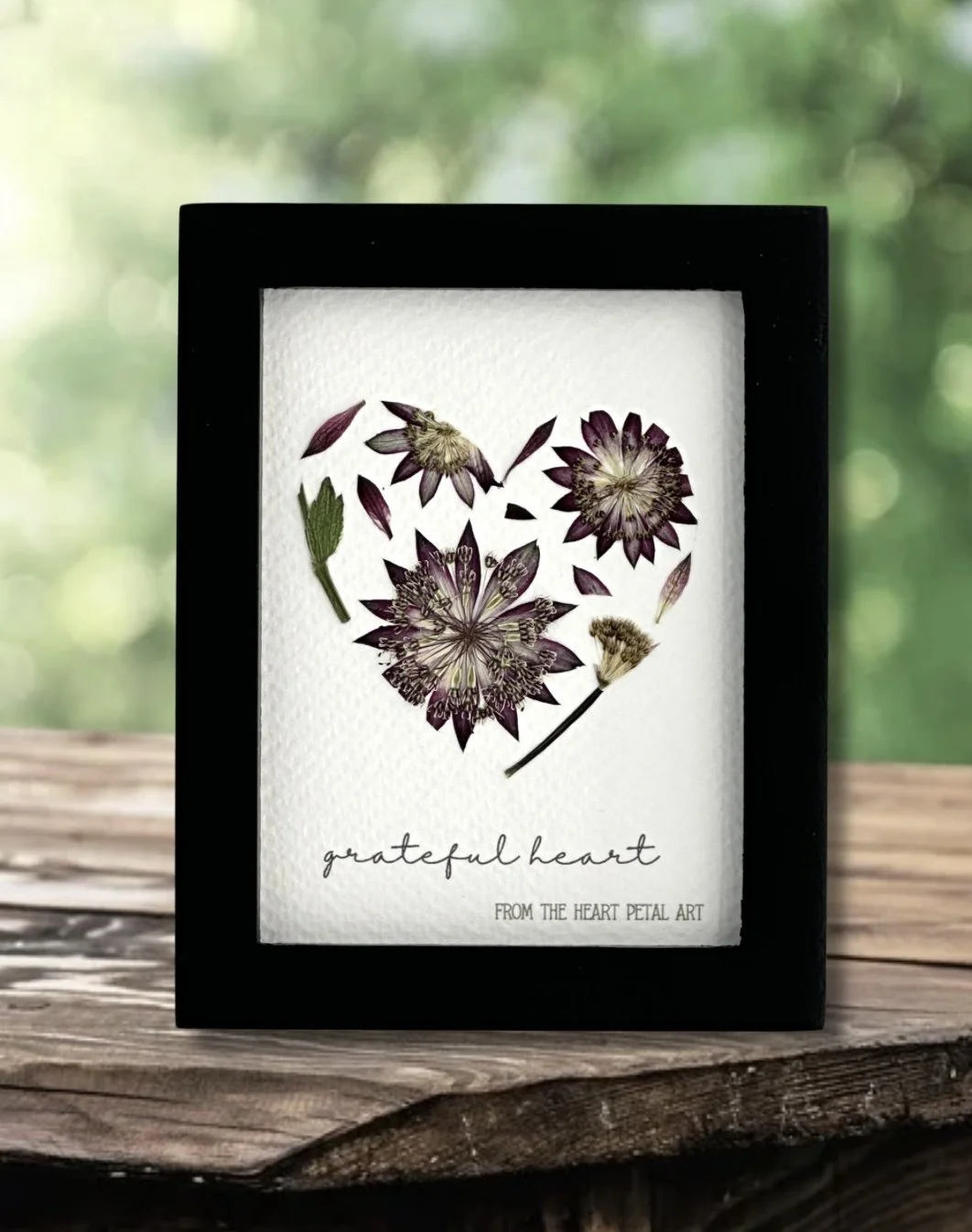 3x4 Astrantia Heart - Ready to Ship