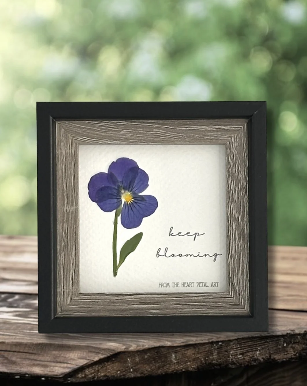 3x3 Pansy - Ready to Ship