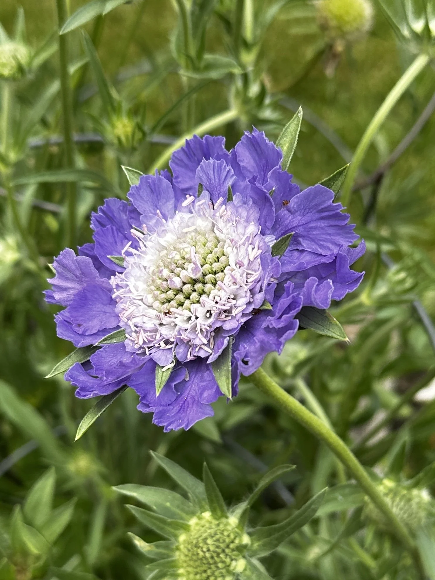 IMG_4179 2.jpg (Copy) (Copy) (Copy)