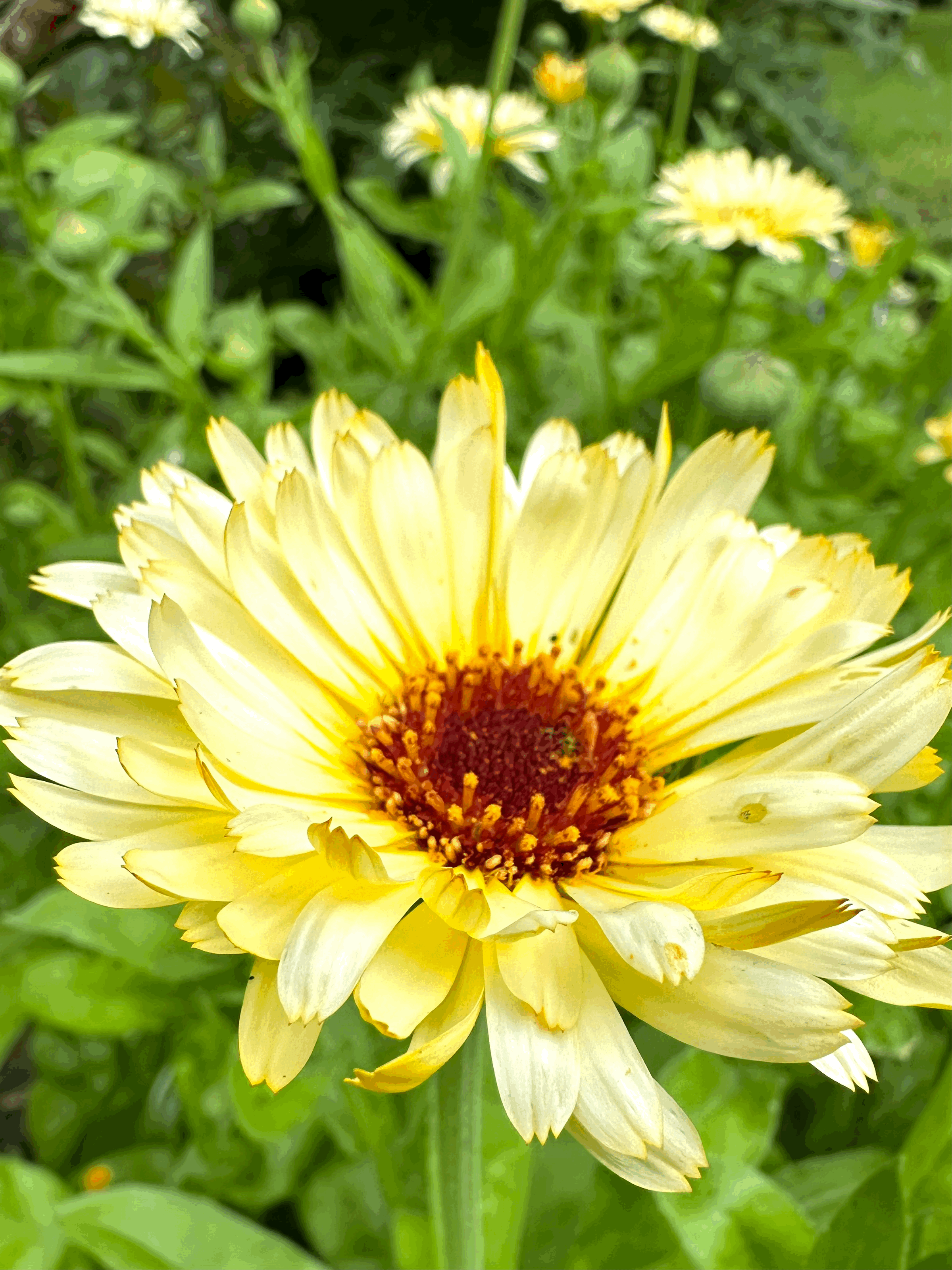 tempImagegBhraH.gif (Copy) (Copy)