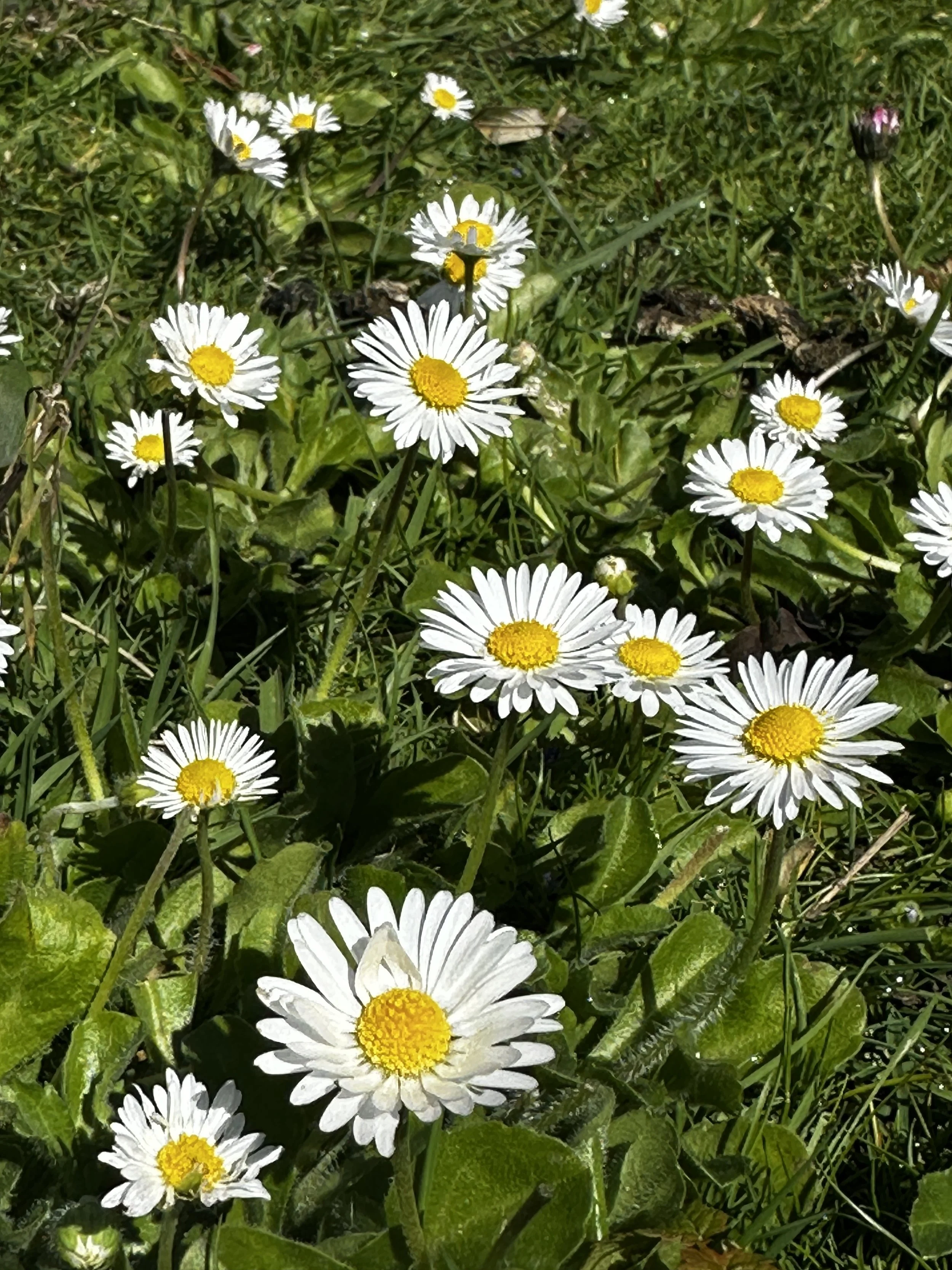 IMG_1351.JPG (Copy) (Copy)