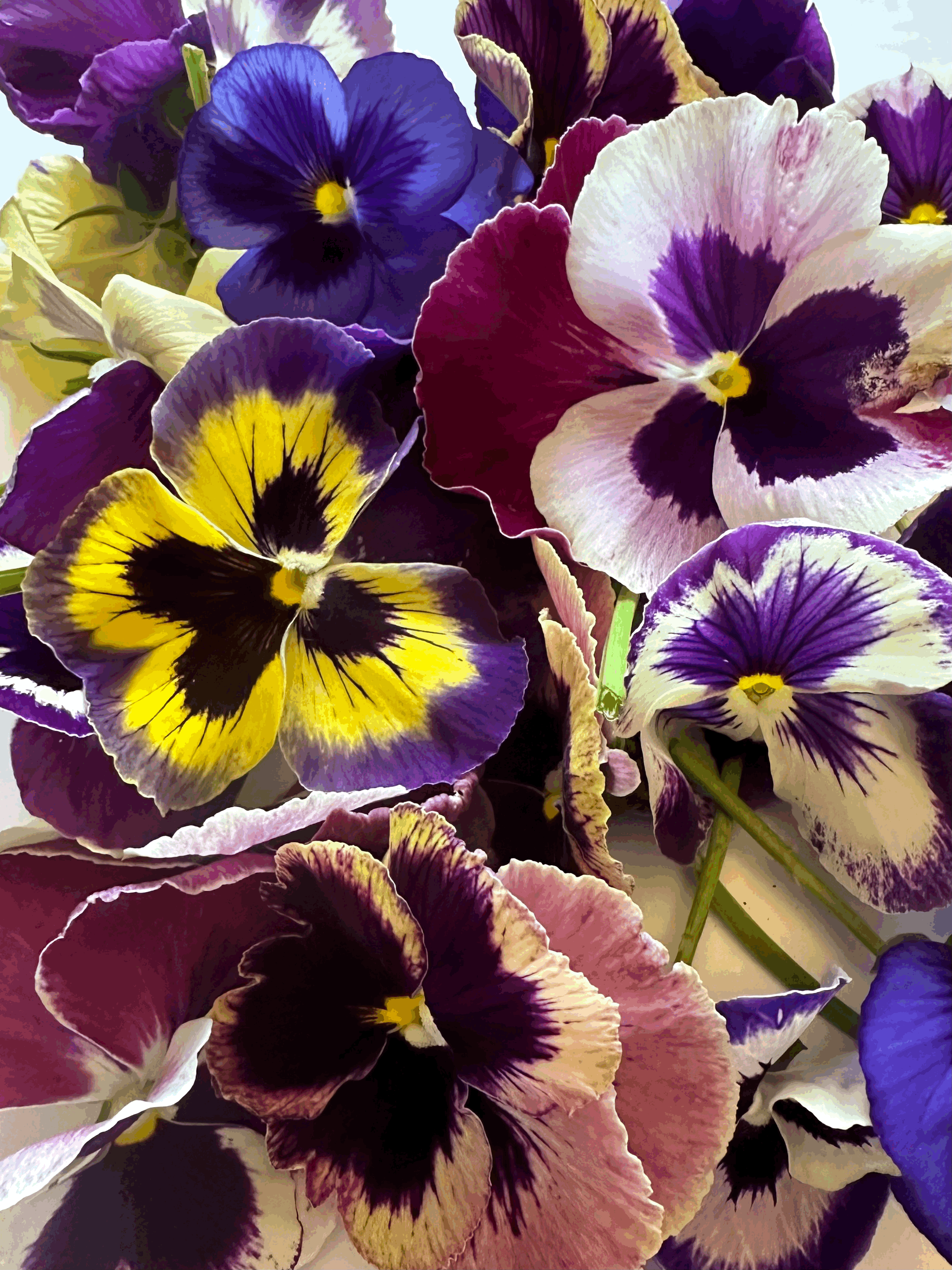 tempImageOG0pY7.gif (Copy) (Copy) (Copy)