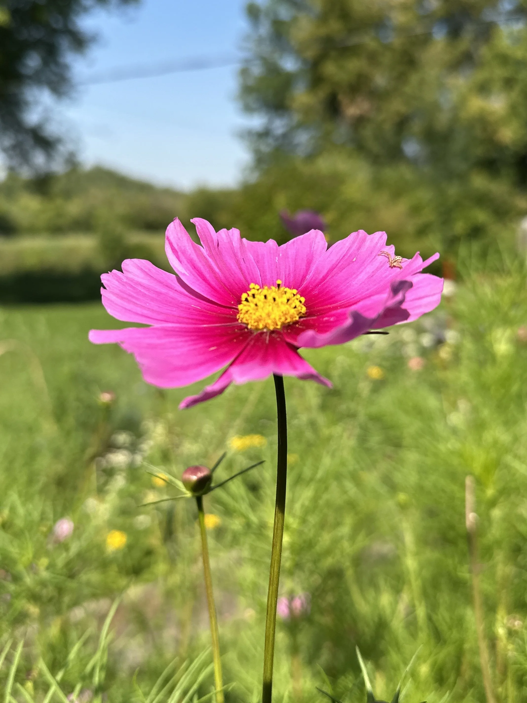 IMG_4945.jpg (Copy) (Copy) (Copy) (Copy)