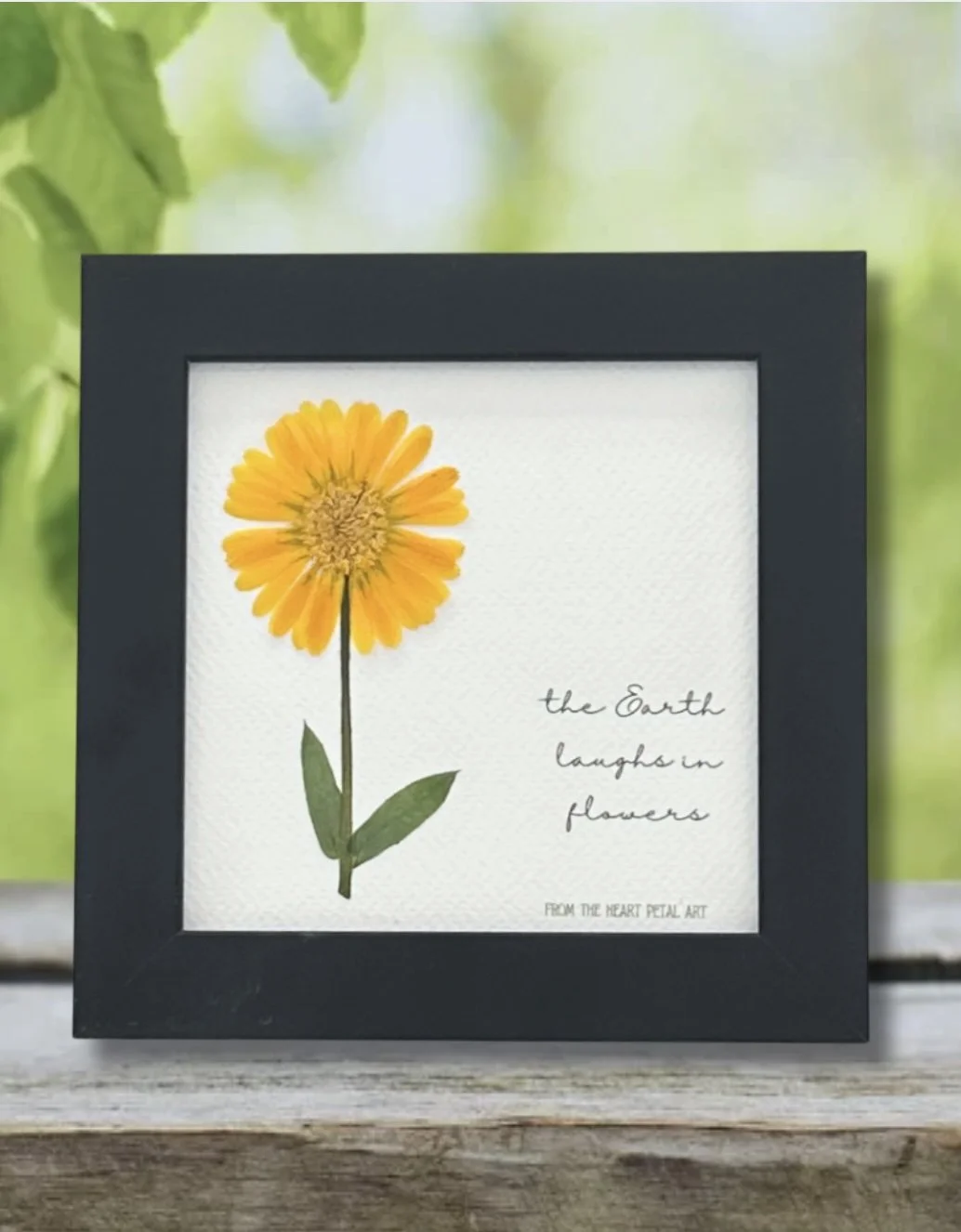 5x5 Simply Calendula - Ready to Ship