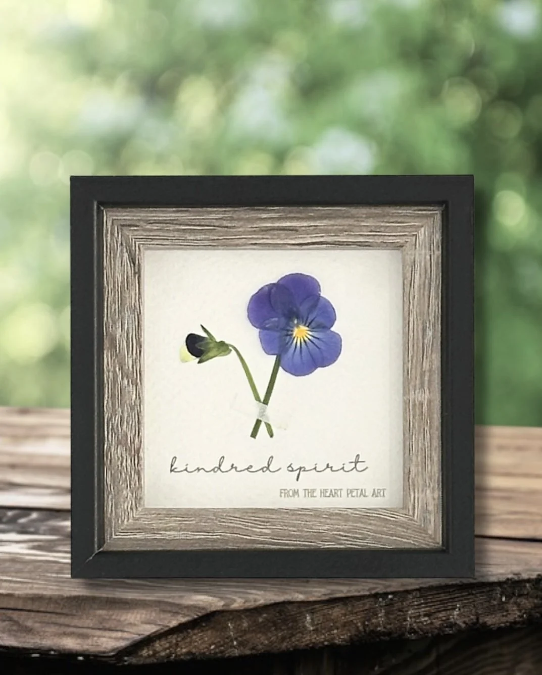 3x3 Pansy - Ready to Ship