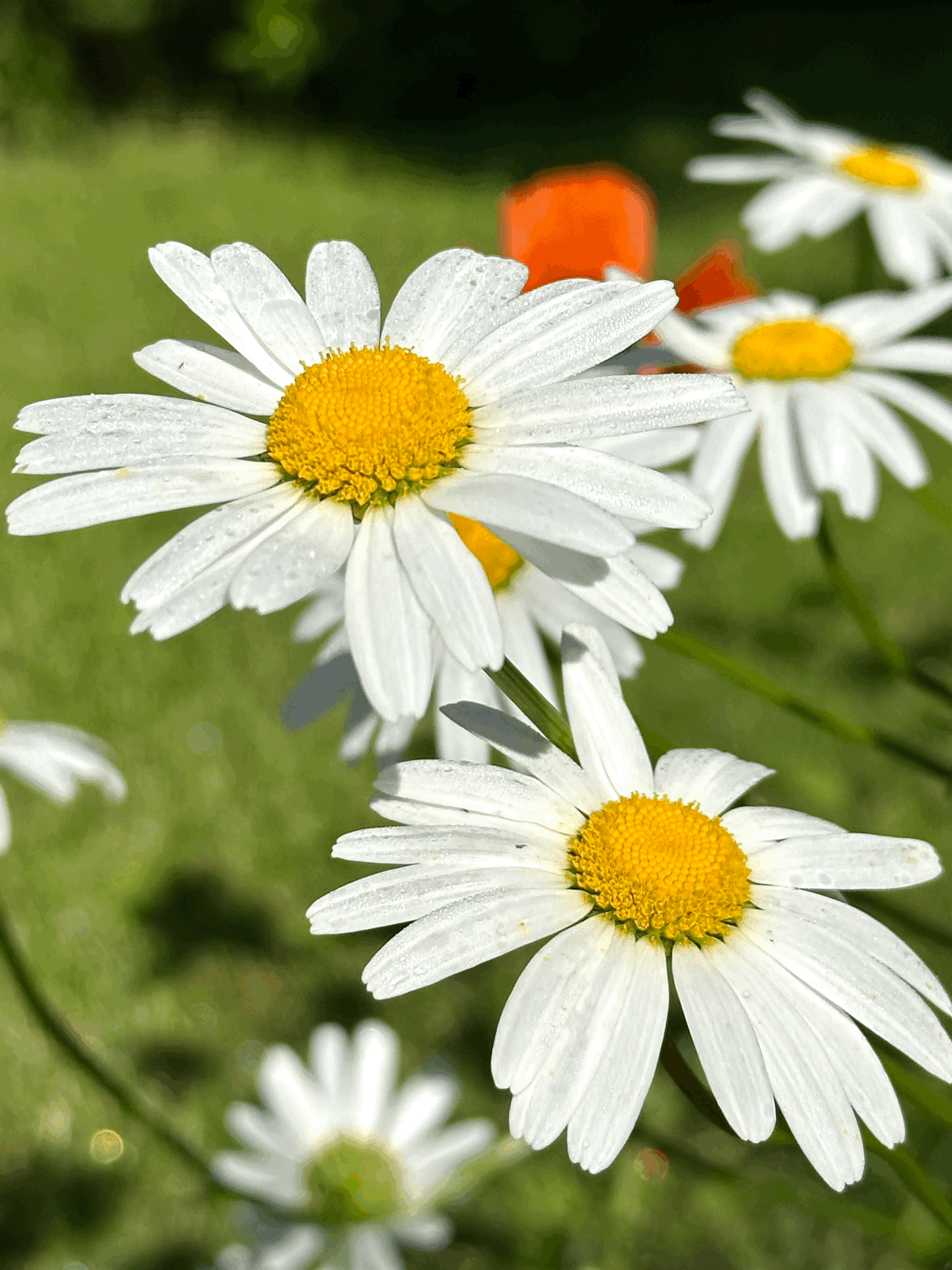 tempImagevgM7Si.gif (Copy)