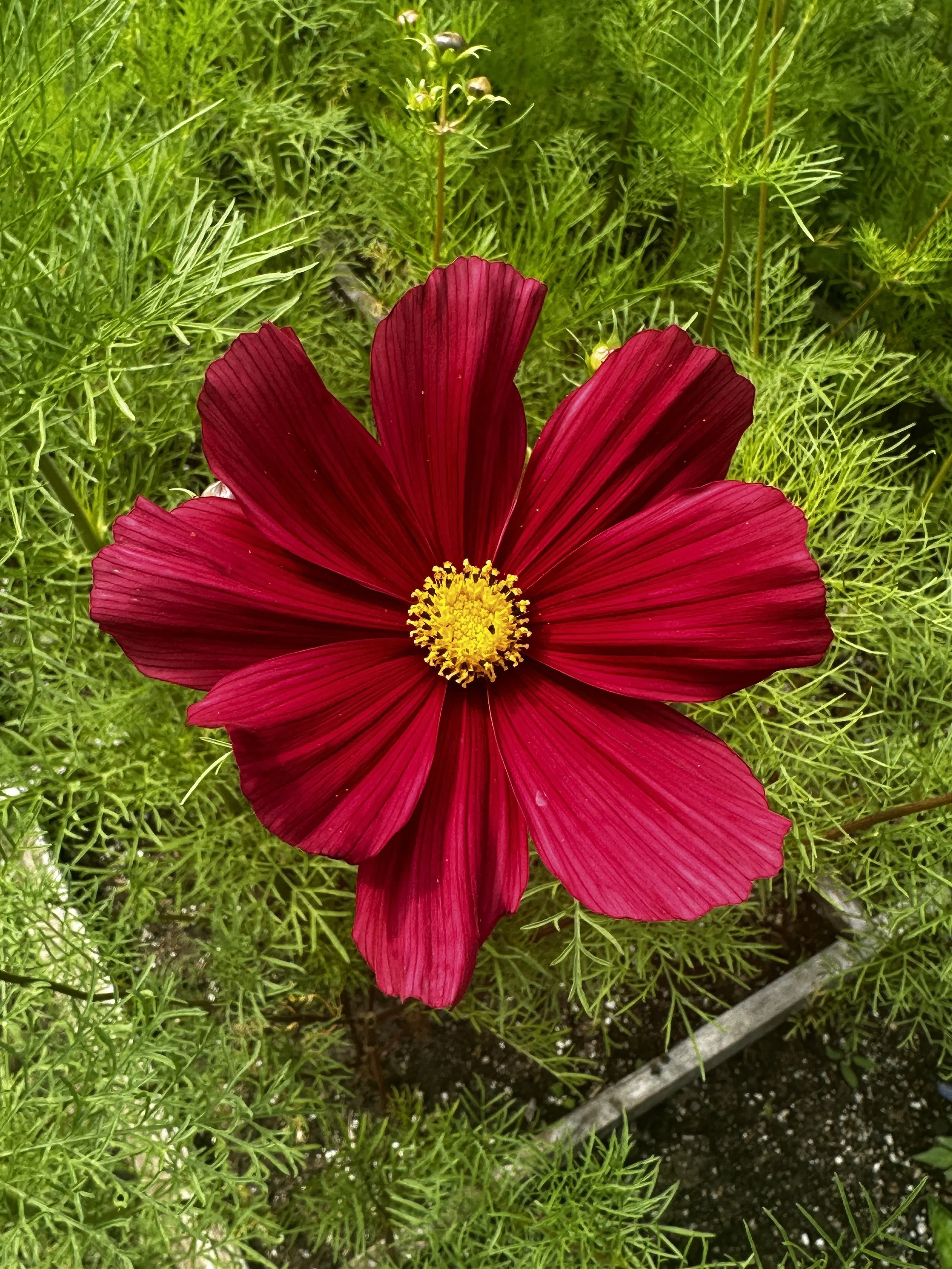 IMG_4407 2.JPG (Copy) (Copy) (Copy)