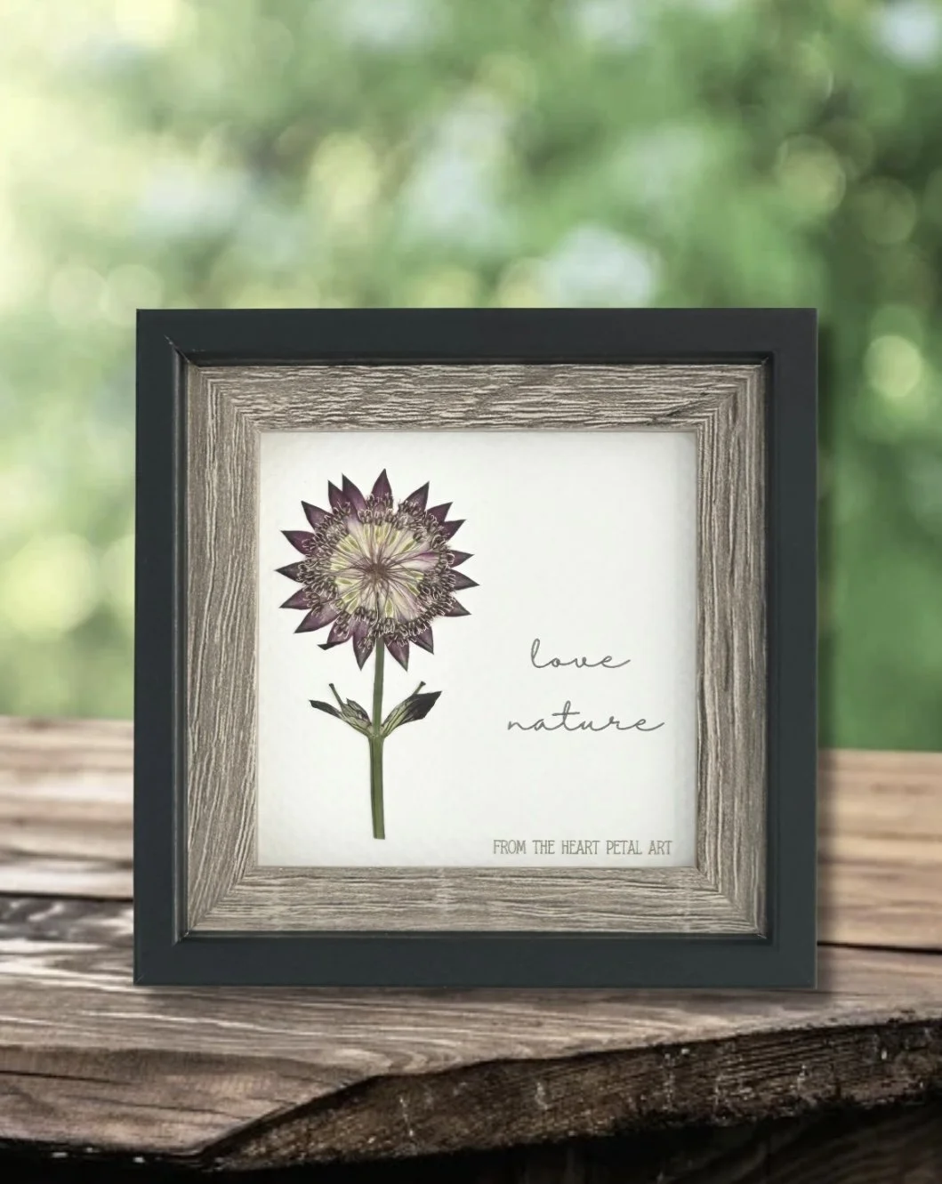 3x3 Pink Astrantia - Ready to Ship