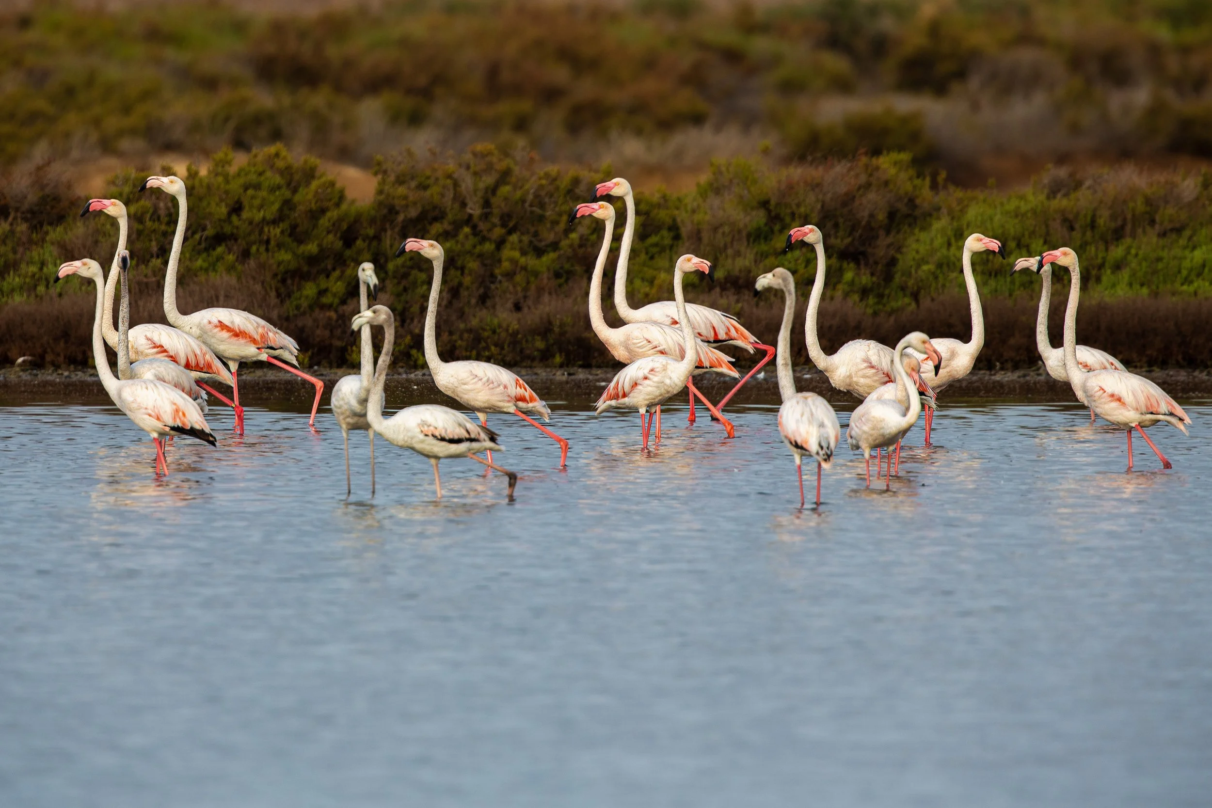 Flamingos em Ses Salines