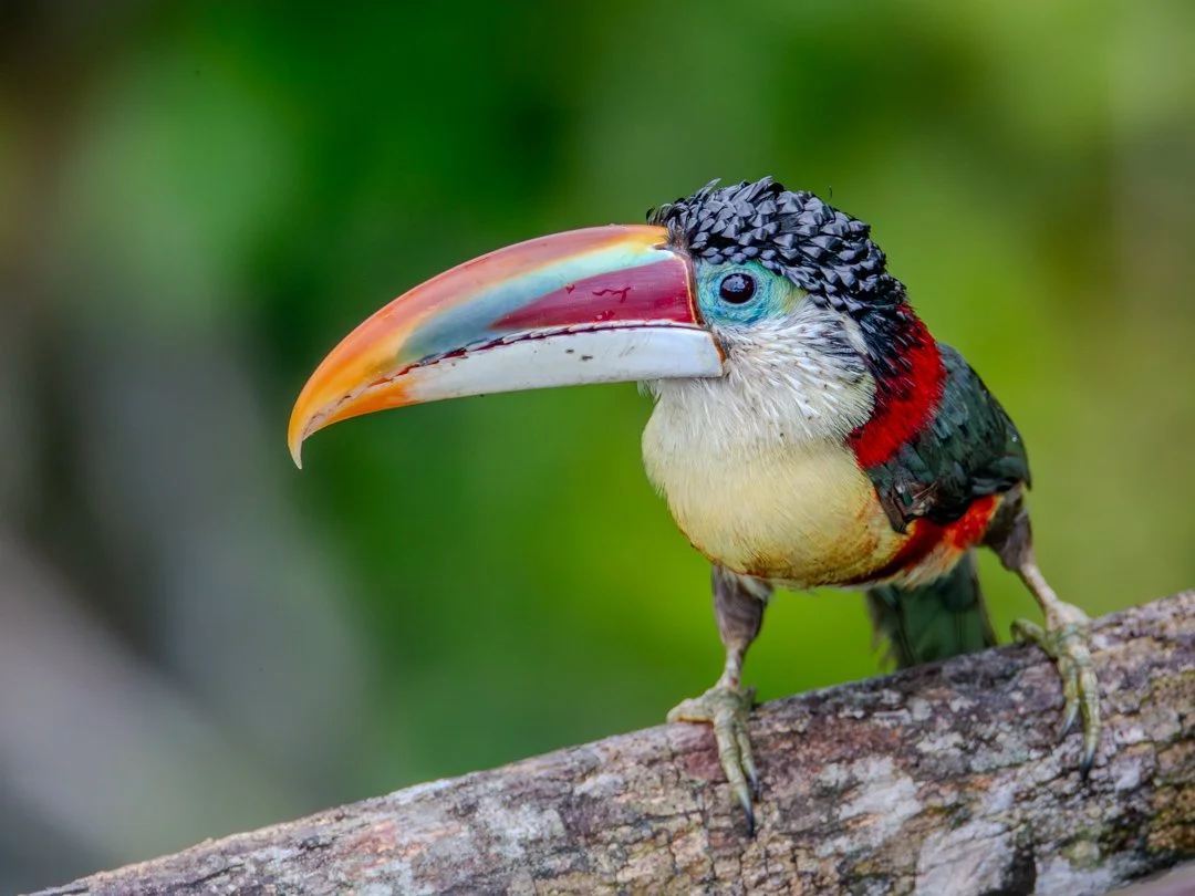 aracari_mulato_mockup-1.jpg
