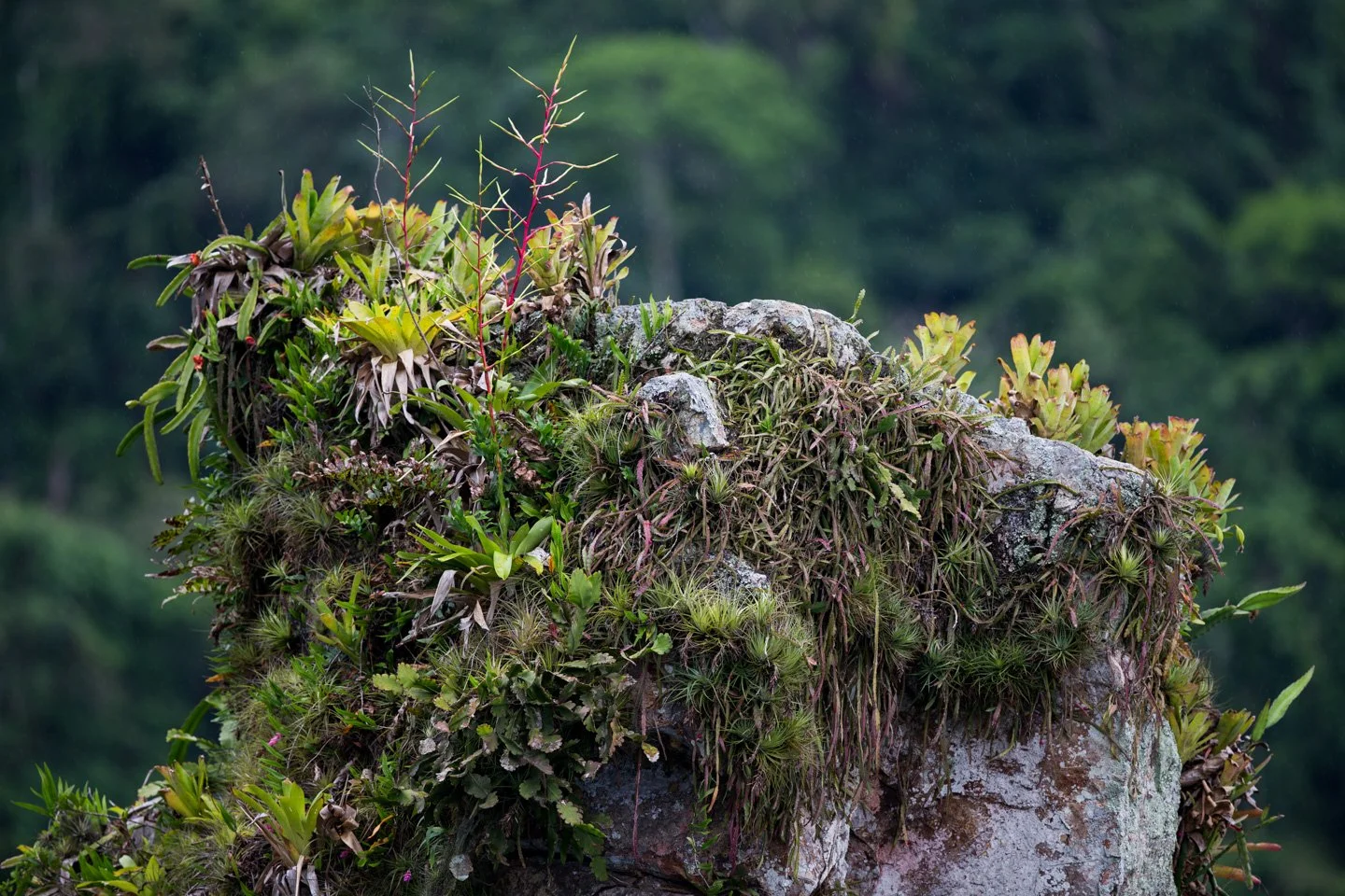 jardimverticalnatural_DW1R9032.jpg