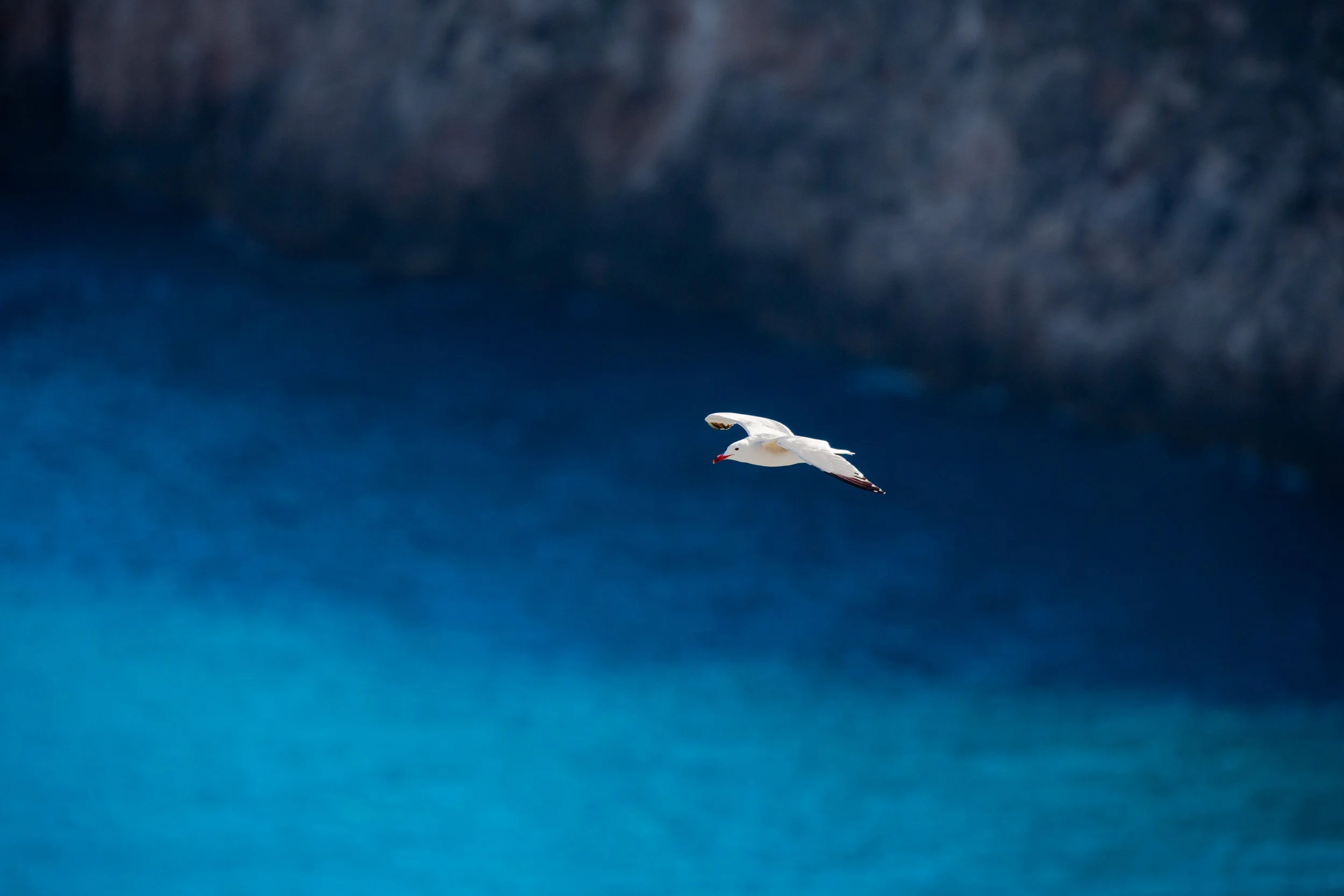 Gaivota-de-Audouin 