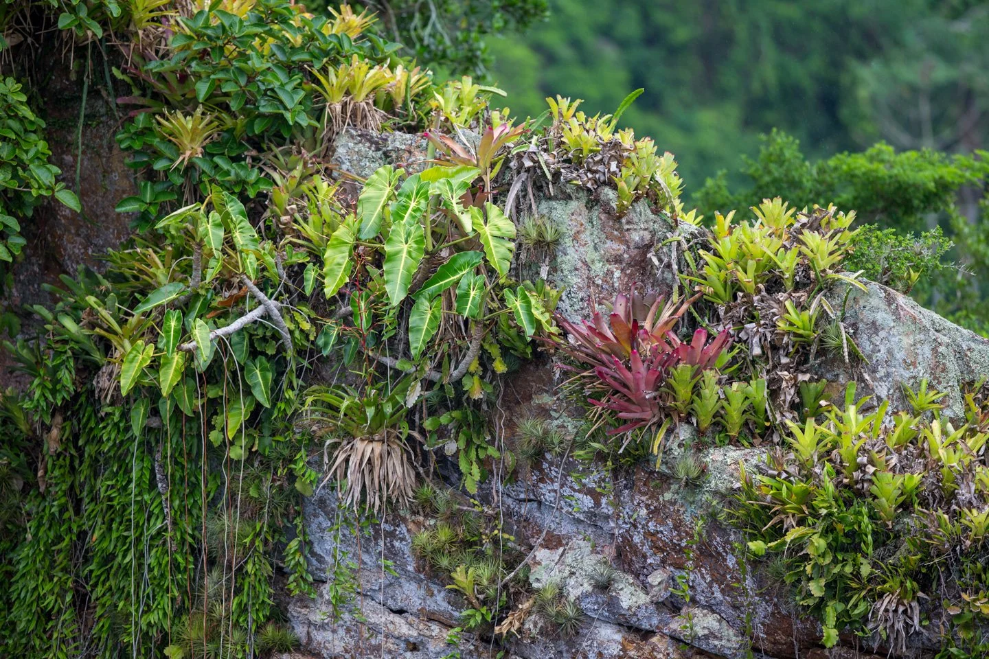 jardimverticalnatural_DW1R9039.jpg