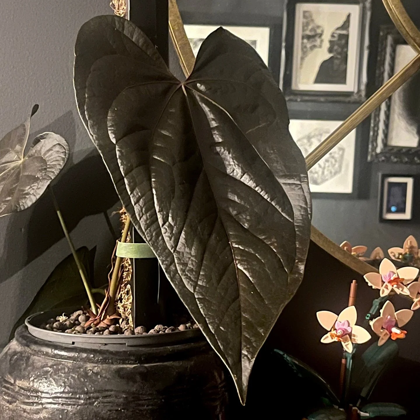 Plant of the Week 🌿 Anthurium &lsquo;Queen of Hearts&rsquo;

A regal beauty with bold, glossy foliage and deep sculpted veins - this Queen is all poise and presence. Her heart-shaped leaves shine like polished garnets, making her one of the most str