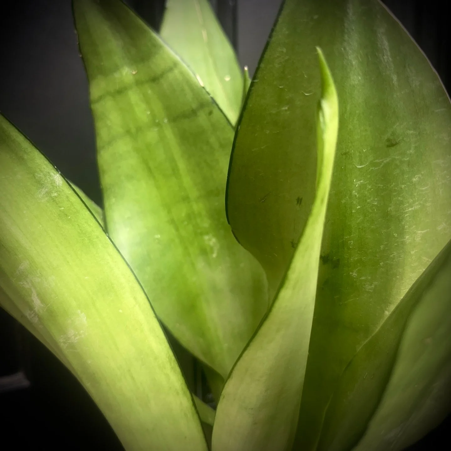 Folklore Friday 🌙 The Plant That Guards the Door

In folklore, the Snake Plant (Sansevieria) was believed to protect the home - its upright leaves like swords cutting through ill will and misfortune.

Some called it the Guardian&rsquo;s Plant, other