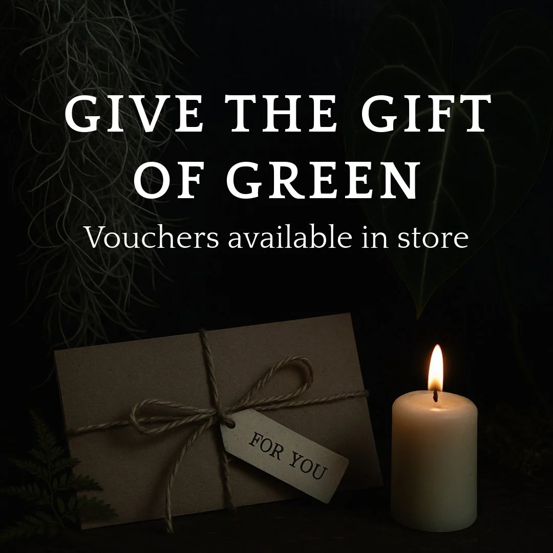 Looking for a gift with a little magic? ✨

Our gift vouchers are available in-store - perfect for birthdays, plant lovers, or those impossible-to-buy-for souls.

Redeemable on everything from rare foliage to botanical care, they&rsquo;re a lovely way