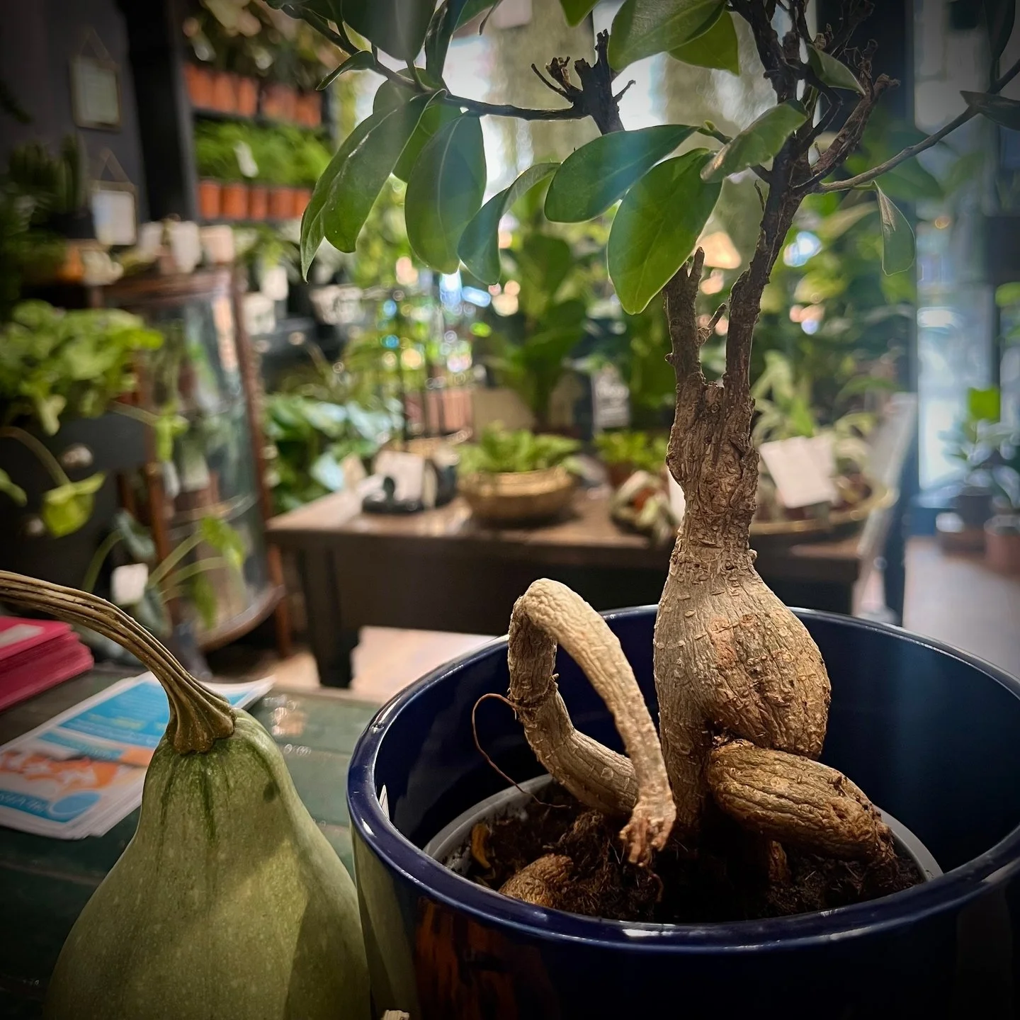 Folklore Friday 🌙 Ficus ginseng &ndash; The Modern Mandrake

With its twisting roots and curious, human-like form, the Ficus ginseng could easily have stepped out of an old grimoire.

In ancient folklore, the Mandrake was said to scream when pulled 