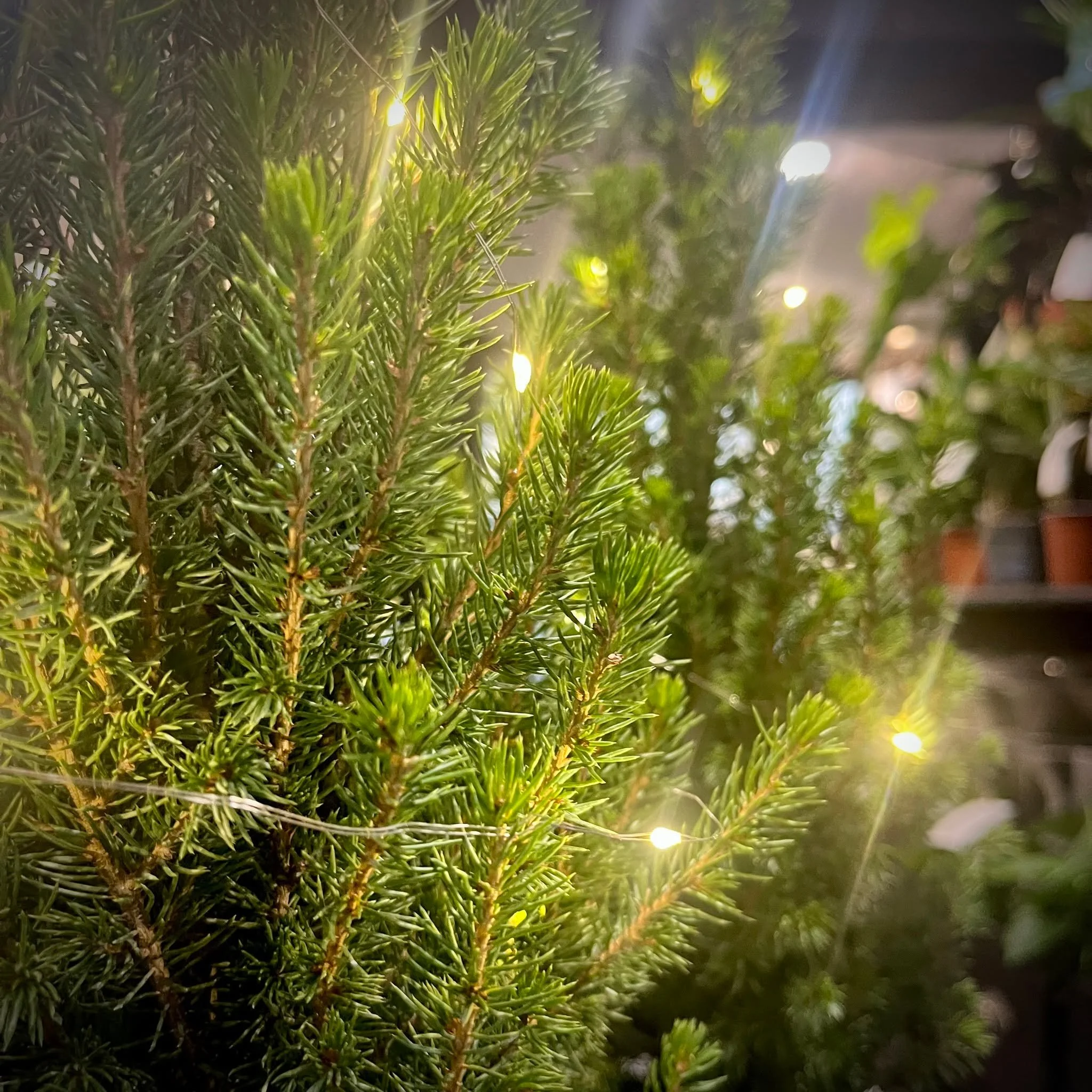 Plant of the Week 🌲 Mini Picea Spruce

A tiny living tree to brighten the winter darkness &mdash; potted in a seagrass basket and dressed with soft fairy lights.

Perfect for small spaces, festive tables, or anyone wanting something more magical (an