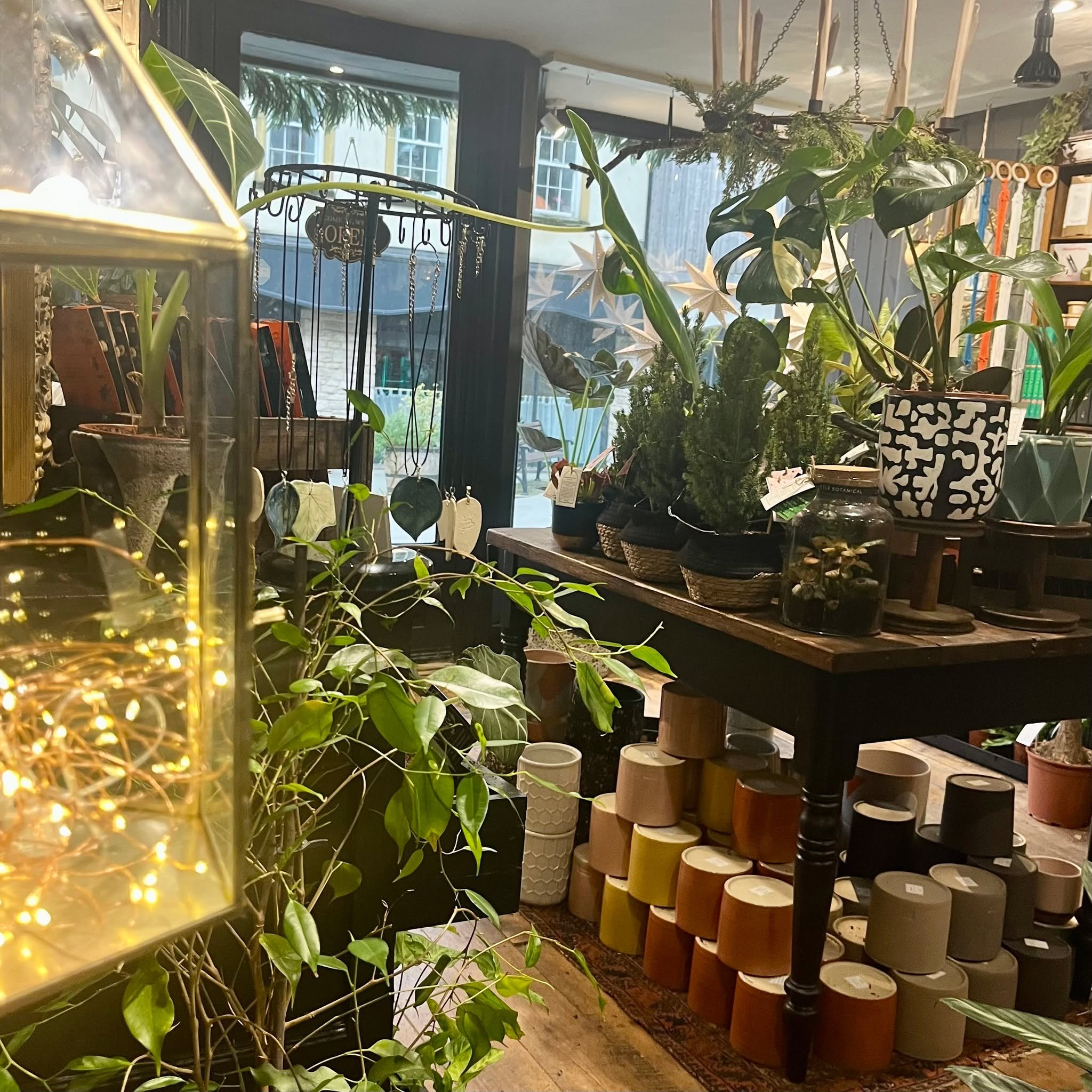 The shop is feeling soft and sparkly this weekend - winter greens, fairy lights, and lots of cosy corners.

Pop in for a quiet browse and a little calm amongst the festive bustle. 🌿✨
Open 10&ndash;4.

---
#SheptonMallet #TheBlackThistle #FestiveSome
