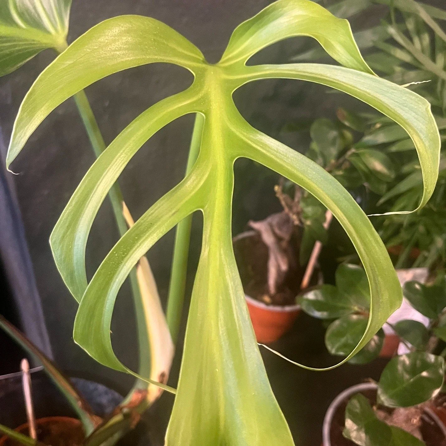 Plant of the Week 🔥
Monstera Burle Marx Flame

Not your average Monstera.

With dramatically elongated, flame-like fenestrations, this rare beauty feels sculptural - almost prehistoric. Slow-growing, architectural, and undeniably striking.

A plant 
