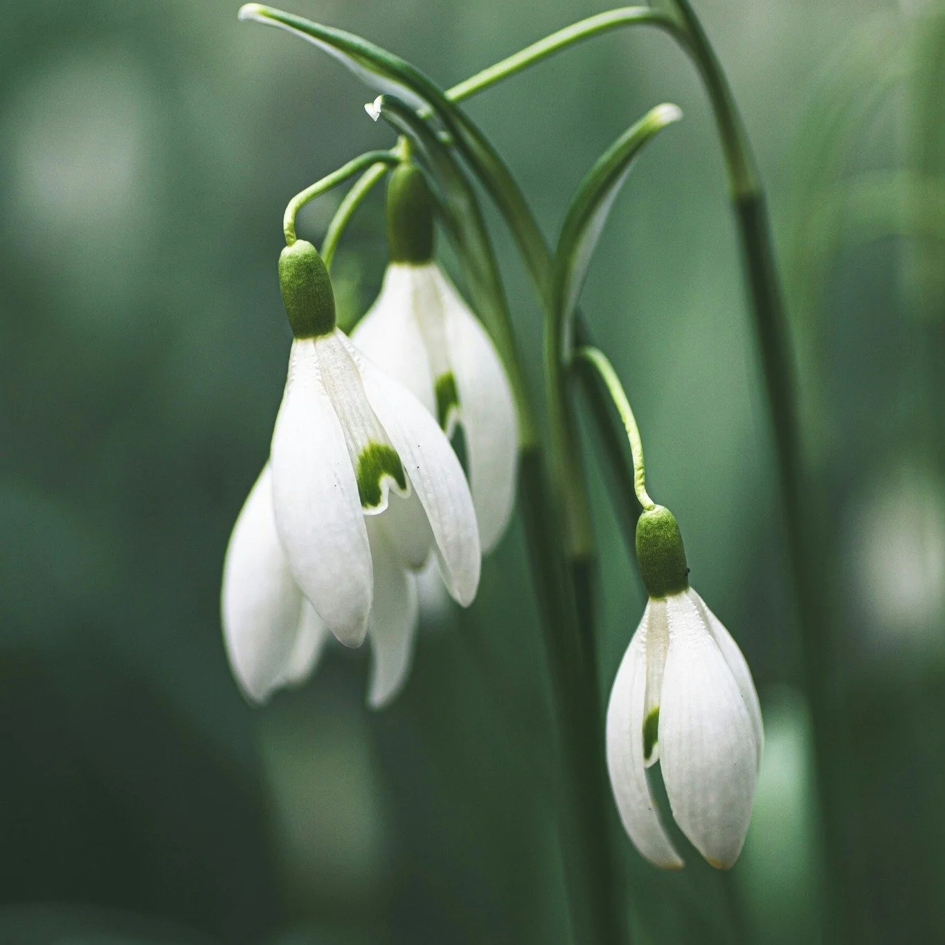 Folklore Friday 🤍🌿

The snowdrop - Galanthus - is one of the first brave souls to bloom at winter&rsquo;s edge.

In folklore, snowdrops symbolise hope, renewal and quiet resilience. In Victorian floriography they carried messages of consolation and