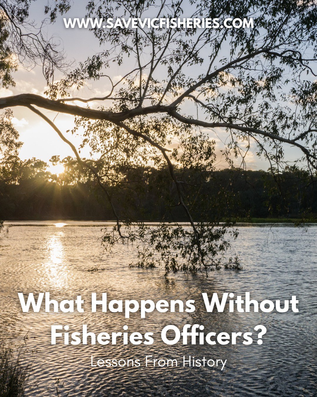 📘 PART 3: What Happens Without Fisheries Officers?
📚 Lessons from history, before we repeat them again.

From rivers to reefs, Victoria&rsquo;s fish populations rely on protection, but history shows what happens when that protection disappears.

📉