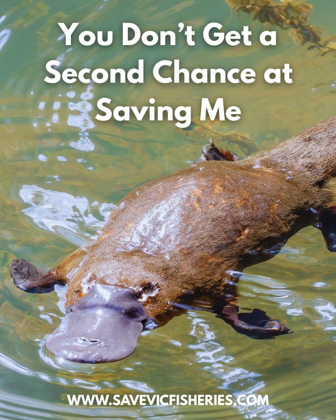 Lives Protected&hellip; or Lost.
First slide: A healthy, thriving platypus &mdash; the result of strong protection.
➡ Following slides: The brutal reality when that protection is taken away.

When Fisheries Officers are cut, illegal nets go unchecked