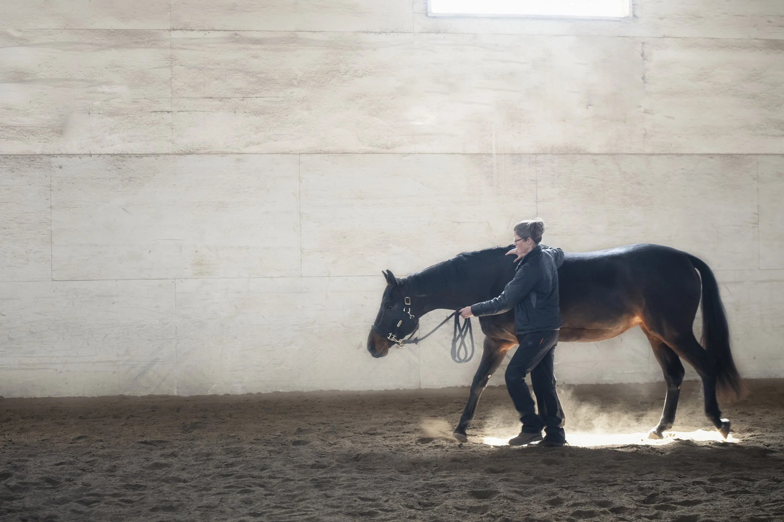 Myofascial Dysfunction release for horse in motion with the Equine Bodyworker Catherin Gunkel Calgary Alberta