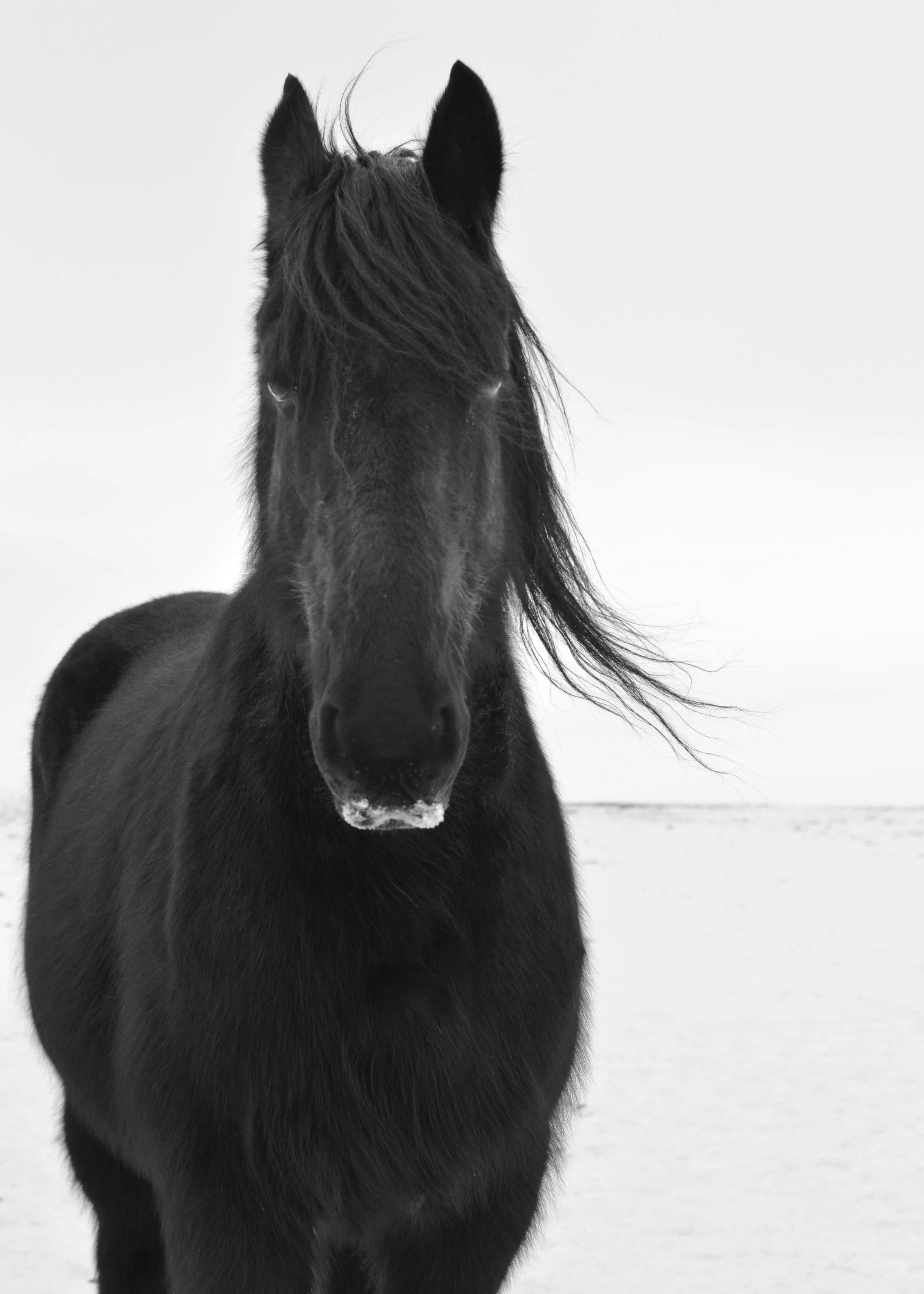 The Equine Bodyworker Catherin Gunkel Calgary Alberta Horse in connection with human